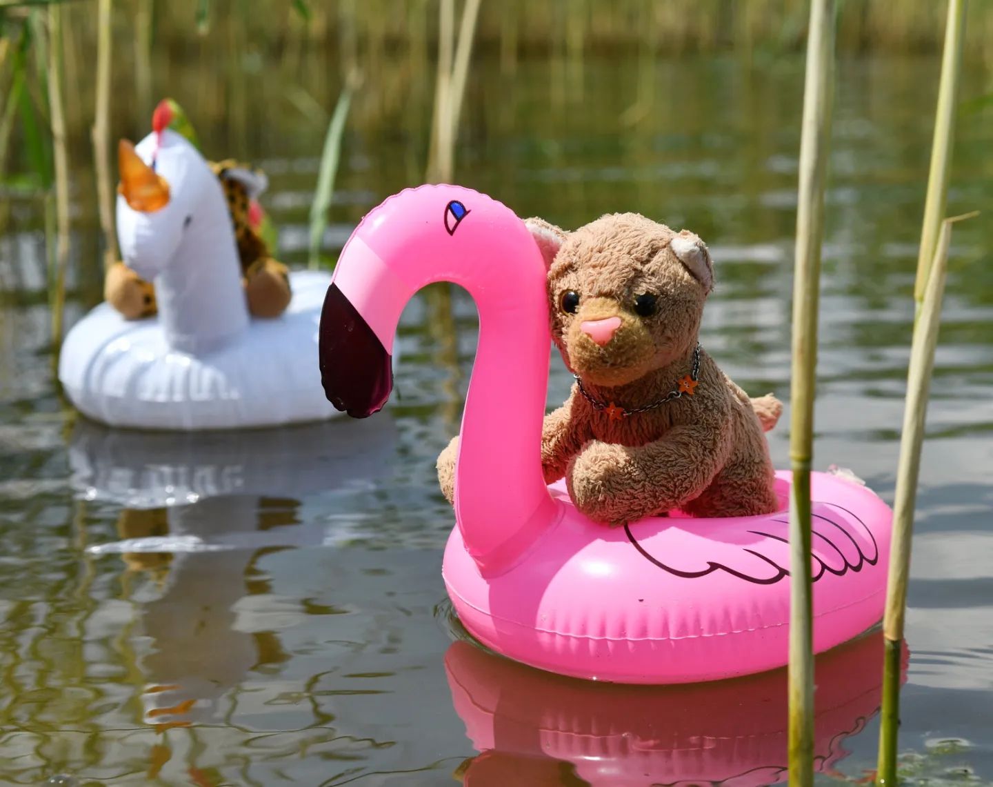 Was wäre ein Jahresrückblick ohne die vielen Ausritte auf dem Flamingo? Ja, Swede ließ keinen See, keinen Bach, keinen Pool, keinen Brunnen, kein Meer ungenutzt, um ihren Flamingo zu Wasser zu lassen.🇬🇧What would be a review of the year without the many rides on the flamingo? Yes, Swede left no lake, no stream, no pool, no well, no sea unused to launch her flamingo. #Floatie  #Flamingo  #Flamingofloatie  #Schwimmtier  #Jahresrueckblick  #Review  #Retrospective  #JubaOnTour  #LifeAsAPlushie  #Throwback