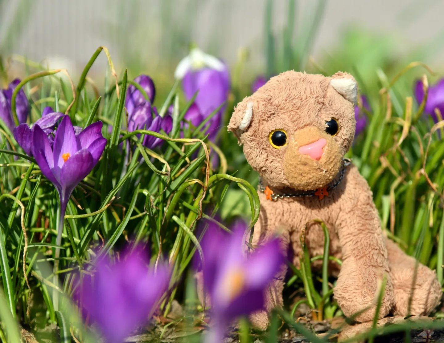 Omg, omg, sie ist da: Die neue Frühjahrskollektion für dieses Jahr. Die Saison startet farbenfroh und setzt auf eine traditionelle und doch verspielte Formensprache. 🥰 #Fruehblueher  #Krokus  #Crocus  #Spring  #Flowers  #JubaOnTour  #PlushiesOfInstagram  #Plushie  #Kuscheltier  #plushies  #plushiecommunity  #instaplushies  #theinstaplushies  #stuffies  #plushielife  #plushieadventures