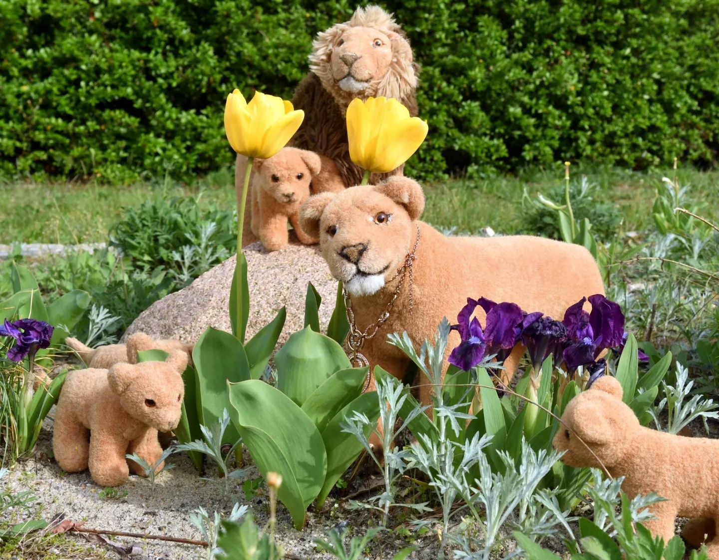Amy, Queen of the Alba pride, wants more lionesses in her feed - her wish was our command. That&#039;s why we went out that day to take delicious photos. #Flowers  #Spring  #PrideRock  #JubaOnTour  #PlushiesOfInstagram  #PlushiesOfGermany  #Plushie  #Kuscheltier  #plushies  #plushiecommunity  #theinstaplushies  #instaplushies  #stuffies  #stuffiesofinstagram  #plushielife  #plushieadventures  #Koesen  #KoesenerSpielzeug