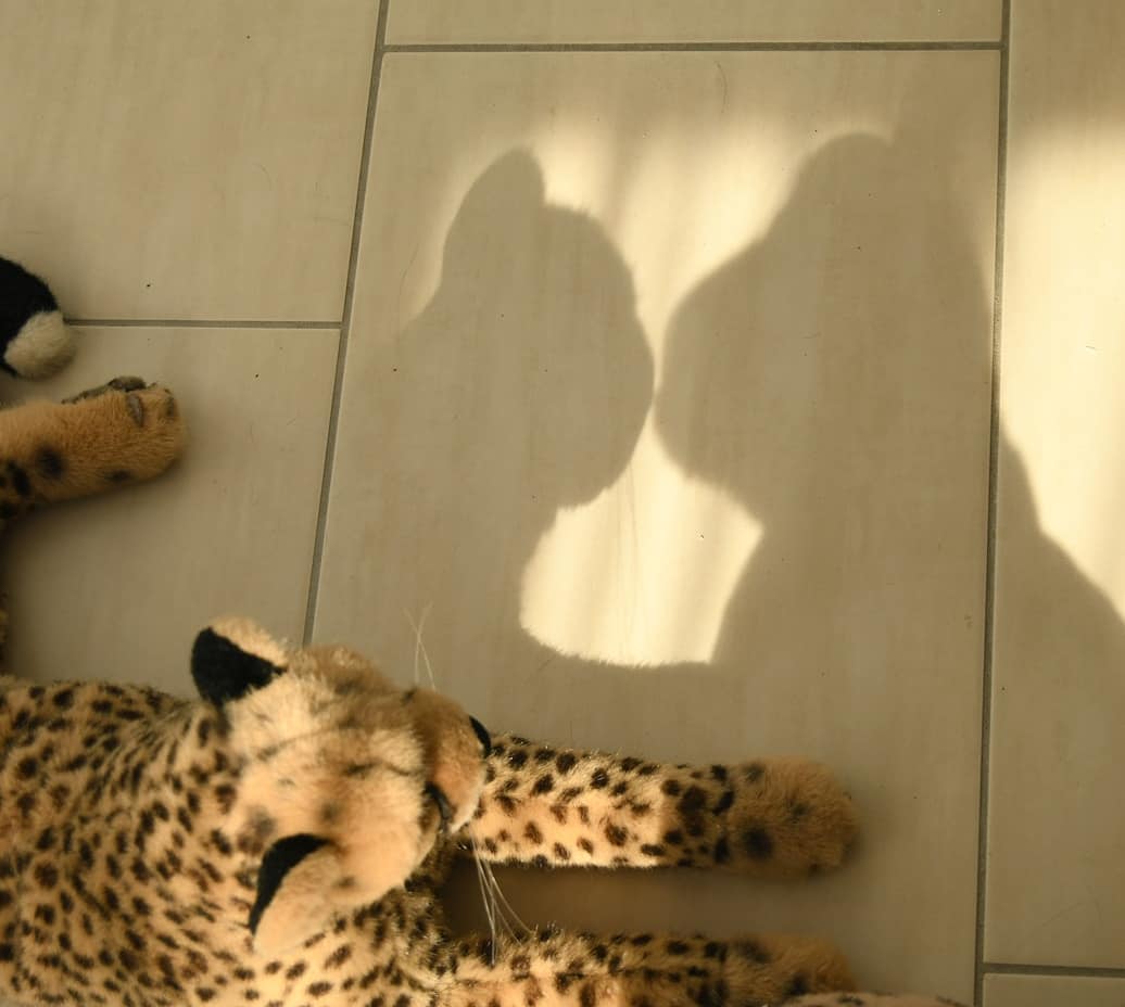 Sinnliche Schattenspiele mit Niara 😘Es scheint, als hätte mein Schatten einen erlesenen Geschmack. Und scheinbar auch die gleiche Schwäche für diese Katze. Es sei ihm vergönnt. 😊 #Silhouette  #Schattenspiele  #GuterGeschmack  #Sinnlich  #Verliebt  #JubaOnTour  #Juba  #Koesen  #KoesenerSpielzeug  #PlushiesOfInstagram  #PlushiesOfGermany  #Stofftier  #Plueschtier  #Plushie  #Kuscheltier