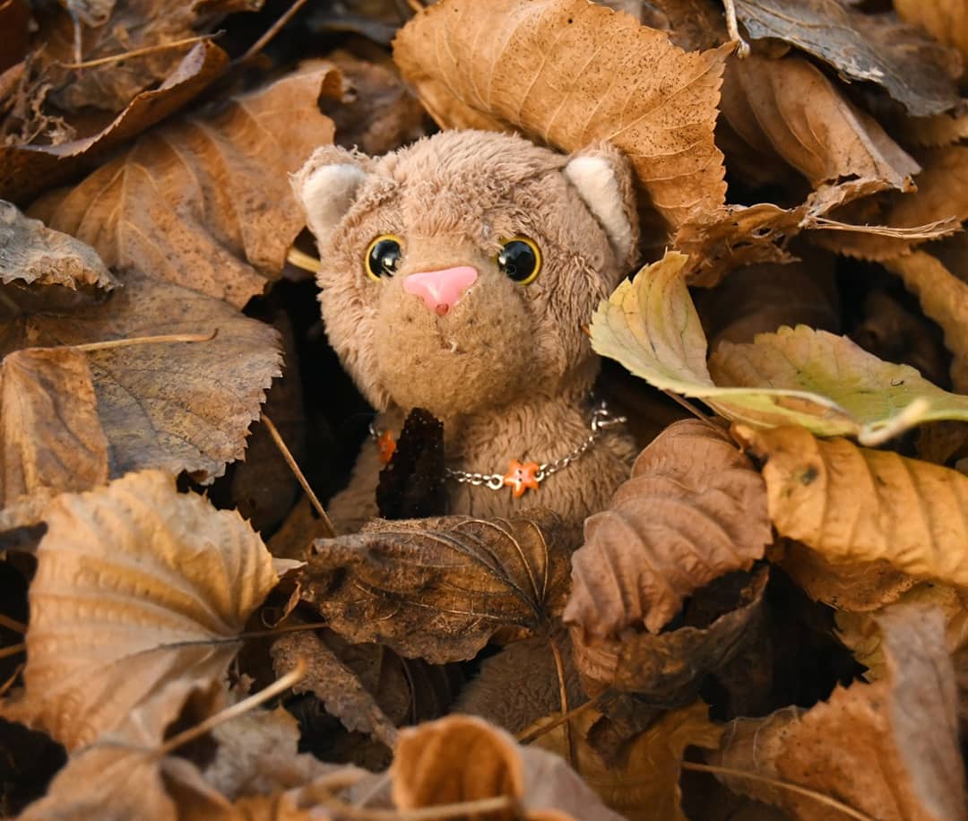 Seit diesem Herbst hat Swede ein neues Hobby – Versteckspielen im Laub. Sie hat eine geradezu diebische Freude daran, wenn sie sich versteckt und nicht gefunden wird. Wer es böse mit ihr meint, der würde sagen, sie hätte einen Vorteil, weil sie so unsagbar klein ist. Aber in Wahrheit ist sie einfach nur besonders gut darin, sich zu verstecken.Also spielt doch mit! Könnt ihr die kleine Katze auf den Bildern 2, 3 und 4 finden? #HideAndSeek  #Versteckspielen  #Herbst  #Laub  #Laubhaufen  #JubaOnTour  #AcinonyxJubatus  #Cheetah  #Juba  #Koesen  #KoesenerSpielzeug  #PlushiesOfInstagram  #PlushiesOfGermany  #Stofftier  #Plueschtier  #Plushie  #Kuscheltier  #plushies  #plushiecommunity  #instaplushies  #stuffies  #stuffiesofinstagram  #plushielife