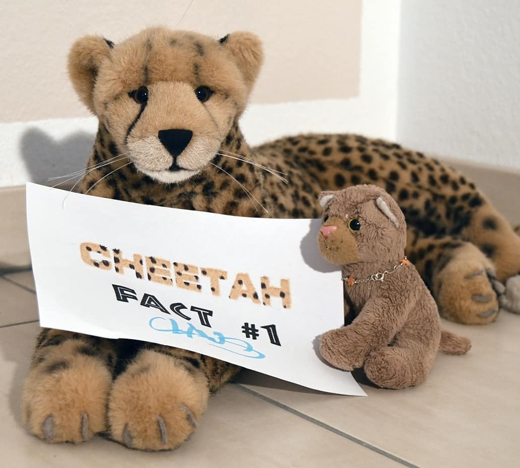 Due to the  #InternationalCheetahDay let&#039;s have some  #cheetah facts. Many of you know  #cheetahs from documentaries, know about light speed and their habitats and behaviour and vast beauty. So I tried to pick out a few facts that you might not already know. These and way more about cheetahs you can find in this incredible book &quot;Cheetahs: Biology and Conservation&quot;. My human has a loooot of books, but this is probably the most informative of them all.These facts are brought to you by some of the plushies, living here. So here away go with the facts  #1 to  #5:1⃣ Did you know that cheetahs can move their claws, though it&#039;s said cheetahs can&#039;t and their claws would always stick out? Actually, they can retract their claws, but the sheaths have receded so far that they are never appearing completely hidden.However, the often quoted term &quot;retractable claws&quot; isn&#039;t correct at all. The claws are automatically held back by an elastic band, so the claws have to be stretched out. More precisely, they should be called &quot;extendable claws&quot;.2⃣ Did you know that the black spots in the cheetah&#039;s fur coat appear slightly raised respectively the dark fur seems little longer due to an optical effect?3⃣ Did you know that despite their comparatively small skull, cheetahs have a similar brain volume to other cats? So the cheetah&#039;s head is another example of pure efficiency.4⃣ Did you know that 95% of all female cheetahs could be found in the wild are either pregnant or raise cubs at the time of their sighting? Only a few are independent, probably waiting for a male to come.5⃣ Everyone knows that cheetahs are the fastest land creatures. But did you know that cheetahs lose so much energy on a hunt that four or five failed attempts might cause them starve? That&#039;s why it is so important to have an undisturbed living space.Note: This post contains unpaid advertising. #FunFacts  #SaveTheCheetah  #InternationalCheetahDay  #CheetahDay  #InternationalerTagDesGeparden  #Gepardentag  #JubaOnTour  #Facts  #Funfacts  #CheetahFacts  #AcinonyxJubatus  #Cheetah  #Koesen  #KoesenerSpielzeug  #PlushiesOfInstagram  #PlushiesOfGermany  #Stofftier  #Plueschtier