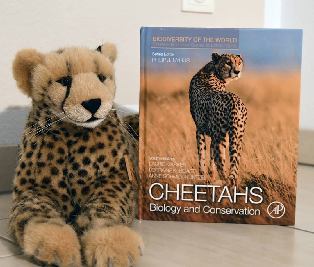 At  #InternationalCheetahDay there has to be a book recommendation too.I was just talking about an informative book &quot;Cheetahs: Biology and Conservation&quot; while presenting you some nice facts about the  #cheetah. And I would like to say it once again: With this book you get - for an admittedly steep price - the most comprehensive piece of bound paper in which the author describes just about every bit of information from every O&#039;Brian, every Laurie Marker, all of the conservation Institutes.You get information on almost every national park, its population sizes, the different proportions of the animals in each recorded region, their regional territorial and social behavior, the cub mortality depending on the area, every recorded prey, the hunting frequency in dependency on the grounds, the size of prey, other predators, the number of humans living there, regional litter sizes, evolution, hunting techniques, the duration of eating after a hunt, physique, organ sizes, blood groups, the captivation in zoos, the problems and opportunities there, required feed compositions, minimum enclosure sizes, insights into the controlled breeding, etc. I could go on with this litany for one more page and it would, without exaggeration, remain incomplete.But it doesn&#039;t hurt to have a look at @rememberingwildlife &#039;s  book series &quot;Remembering Wildlife&quot;, especially the &quot;Remebering Cheetahs&quot; edition - the revenues from the illustrated books of selected photographs benefit animal welfare projects. Maybe this is a suitable Christmas present, don&#039;t you think?Both books are an absolute recommenda......what the hell- why am I there although I&#039;m still here? And why am I already holding the book in the camera even though I wanted to hold it in the camera now? What- what is happening here? Niara? Mneka? Swede? Anyone? But this can&#039;t be...Note: This post contains unpaid advertising. #BookRecommendation  #SaveTheCheetah  #InternationalCheetahDay  #CheetahDay  #InternationalerTagDesGeparden  #Gepardentag@RememberingWildlife  #JubaOnTour  #Facts  #Funfacts  #CheetahFacts  #AcinonyxJubatus  #Cheetah  #Koesen  #KoesenerSpielzeug  #PlushiesOfInstagram  #PlushiesOfGermany  #Stofftier  #Plueschtier