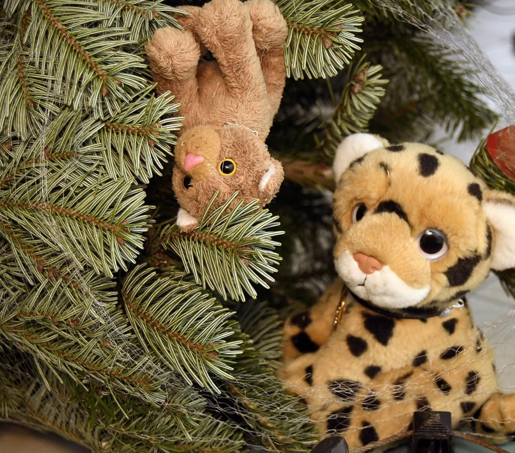 Heute war es so weit – der Weihnachtsbaum wurde aufgestellt und sollte geschmückt und erleuchtet werden. Sofort leuchteten die Augen der Kinder, und sofort wuchs der Tatendrang der Zwei zu einer unermesslichen Größe an. Sie wollten Kugeln anhängen, die wollten Lichter anbringen, sie wollten helfen, wo sie nur konnten. Es gab nichts Größeres für Mneka und Swede.Doch irgendwer musste den zweien sagen, dass der Baum zu groß für sie sei. Es wäre einfach zu gefährlich, auf den Baum zu klettern und Glaskugeln anzuhängen. Dieses Mal – es half nichts – sollten sie nur zuschauen.🐆 Kinder, seid ihr des Wahnsinns? Bitte kommt da herunter. Das ist mordsgefährlich.🐈 Aber ich bin doch gesichert.🐱 Genau, Swede ist gesichert. Ich halte sie.🐆 Und ich halte das nicht aus. Bitte kommt herunter. Ihr könnt doch beim Schmücken zuschauen.🐈 Das ist doch doof.🐱 Ja. Nie dürfen wir den Baum schmücken.🐆 Aber es ist zu gefährlich, Kinder.🐈 Unsinn.🐱 Das ist nicht gefährlich. Das ist höchstens gemein.🐈 Genau, gemeingefährlich.🐆 Aber Kinder, ich meine es doch nur gut. Der Baum ist zwanzigmal größer als ihr. Wenn ihr von den Zweigen herunterfallt, ist das sehr wohl gefährlich.🐈🐱 Na schööön. #Weihnachtsbaum  #ChristmasTree  #Decoration  #PlushieLights  #MissionImpossible  #Gefaehrlich  #ZuKlein  #Glaskugeln  #JubaOnTour  #AcinonyxJubatus  #Cheetah  #Juba  #Koesen  #KoesenerSpielzeug  #PlushiesOfInstagram  #PlushiesOfGermany  #Stofftier  #Plueschtier  #Plushie  #Kuscheltier  #plushies  #plushiecommunity  #instaplushies  #stuffies  #stuffiesofinstagram  #plushielife