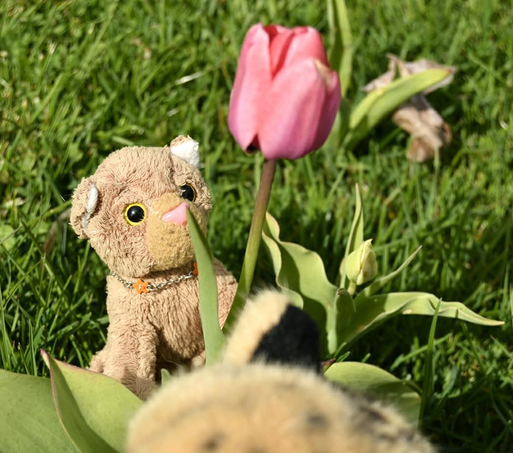 Was tun, wenn man zu klein ist, um an die Blume zu gelangen? Vor dieser großen Frage stand Swede. Sie kam zum Schluss, dass solch ein Problem nur mit Köpfchen zu lösen wäre. Mein Köpfchen. 🤦‍♂️🇬🇧 What to do when you are too small to get to the flower? Swede was faced with this great question. She came to the conclusion that such a problem could only be solved with brains. My brains. 🤦‍♂️ #MitKoepfchen  #Tulpe  #Tulip  #Brains  #Kurpark  #Flower  #Grass  #Badumts  #JubaOnTour  #AcinonyxJubatus  #Cheetah  #PlushiesOfInstagram  #PlushiesOfGermany  #Stofftier  #Plueschtier  #Plushie  #Kuscheltier  #plushies  #plushiecommunity  #instaplushies  #stuffies  #stuffiesofinstagram  #plushielife  #Koesen  #KoesenerSpielzeug 