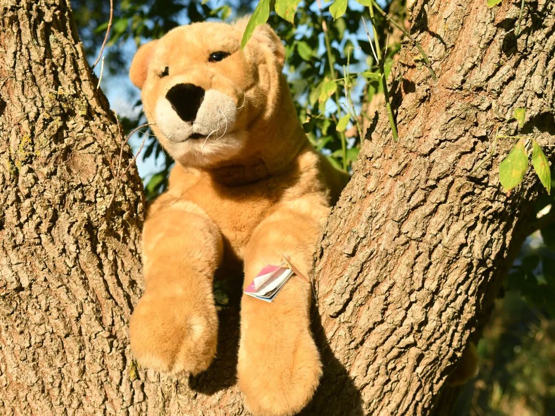 Hier gibt es nichts zu sehen – nur eine freilaufende Löwin in einer Astgabel.  #AlltagInBrandenburg🇬🇧Ain’t nuthin to see here - just a free-roaming lioness in branch fork.  #EverydayBusinessInBrandenburg #lionplush  #sigikid  #lioness  #tree  #JubaOnTour  #PlushiesOfInstagram  #PlushiesOfGermany  #Plushie  #Kuscheltier  #plushies  #plushiecommunity  #instaplushies  #stuffies  #stuffiesofinstagram  #plushielife  #plushieadventures