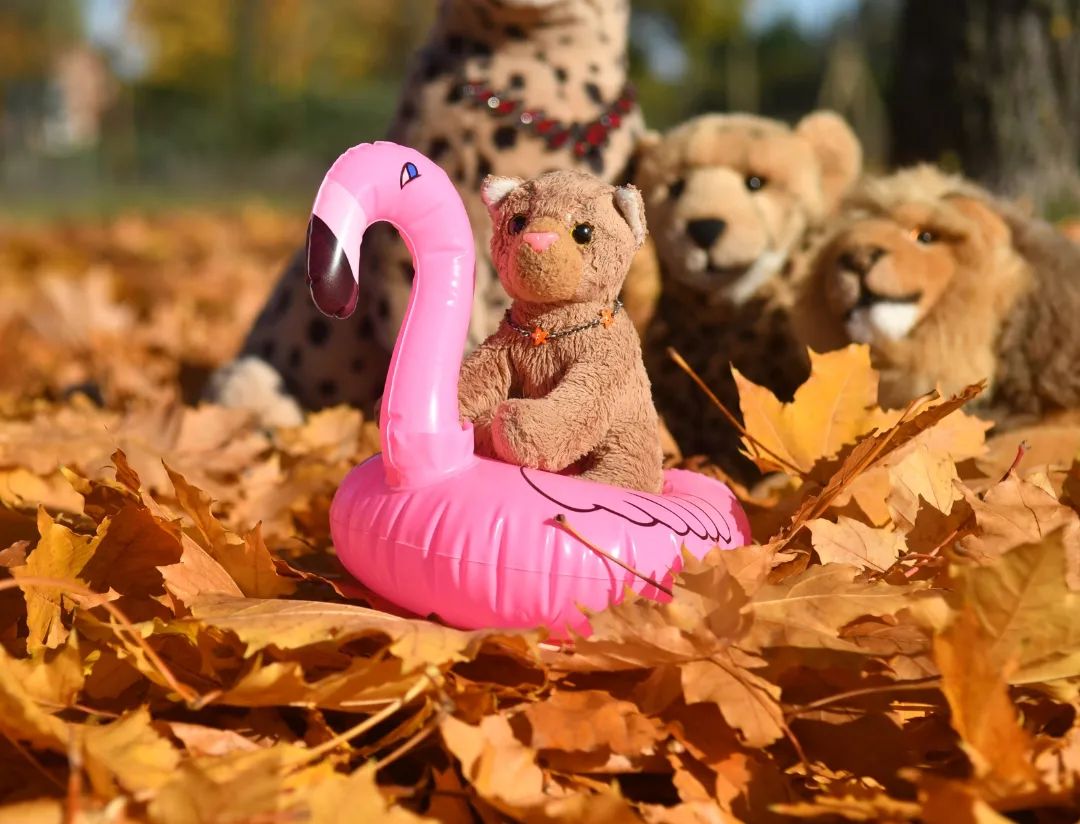 No autum special without Swede and her flamingo floatie. #Flamingo  #Floatiie  #Autumn  #Leaves  #AutumnSpecial  #GoldenOctober  #JubasHerbstSpecial  #Herbst  #Laub  #BunteBlaetter  #HerbstSpecial  #GoldenerOktober  #JubaOnTour  #PlushiesOfInstagram  #Plushie  #Kuscheltier  #plushies  #plushiecommunity  #instaplushies  #theinstaplushies  #stuffies  #plushielife  #plushieadventures  #Koesen  #KoesenerSpielzeug