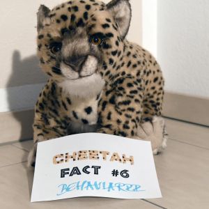 CheetahFacts