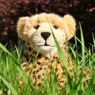 Juba Gepard