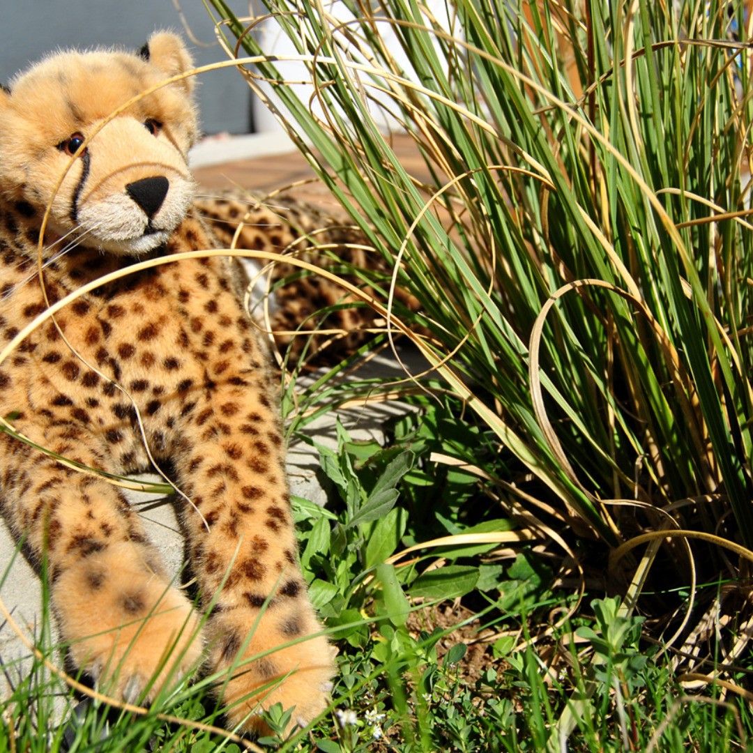 Zwischen Gräsern, ganz verborgen, liegt der kleine Gepard und erkundet zum ersten Mal den Garten. #JubaOnTour  #AcinonyxJubatus  #Cheetah  #Juba  #Koesen  #KoesenerSpielzeug  #PlushiesOfInstagram  #PlushiesOfGermany  #Stofftier  #Plueschtier  #Plushie  #Kuscheltier