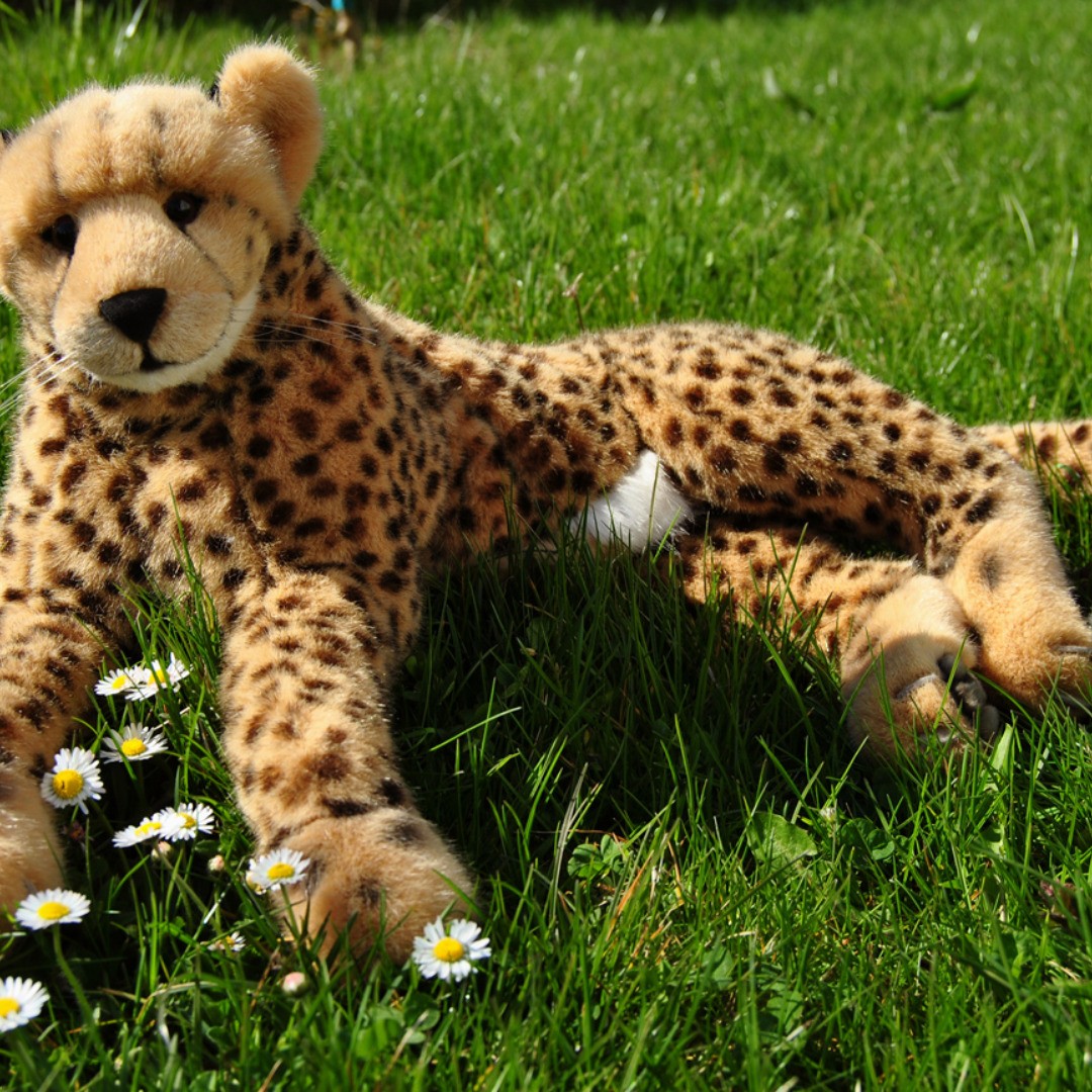 &quot;Ich habe Gänseblümchen gefunden.&quot;  #JubaOnTour  #AcinonyxJubatus  #Cheetah  #Juba  #Koesen  #KoesenerSpielzeug  #PlushiesOfInstagram  #PlushiesOfGermany  #Stofftier  #Plueschtier  #Plushie  #Kuscheltier  #Gaensebluemchen