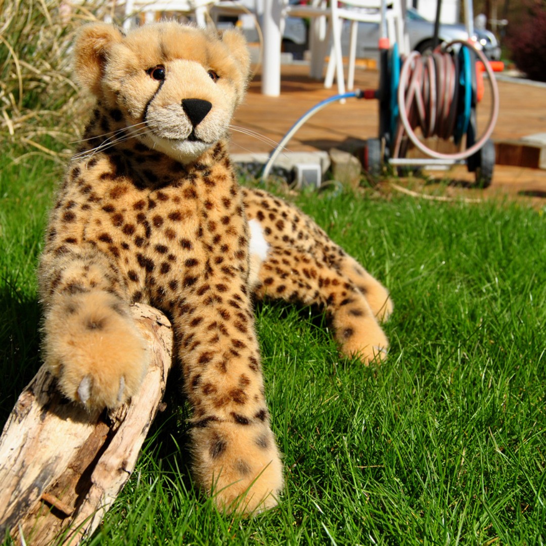 &quot;Ein Ast? Mein Ast! Ich habe ihn zuerst gesehen. Und außerdem liege ich längst darauf. Das ist gewiss mein Ast.&quot;  #JubaOnTour  #AcinonyxJubatus  #Cheetah  #Juba  #Koesen  #KoesenerSpielzeug  #PlushiesOfInstagram  #PlushiesOfGermany  #Stofftier  #Plueschtier  #Plushie  #Kuscheltier  #ImGarten