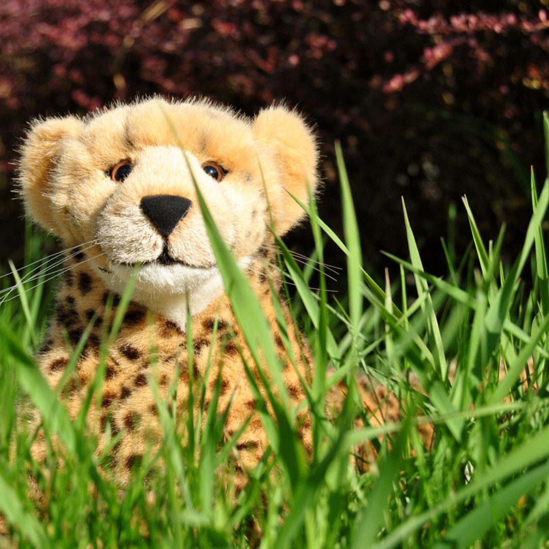 Da ist der Juba! #ThereIsTheJuba  #JubaOnTour  #AcinonyxJubatus  #Cheetah  #Juba  #Koesen  #KoesenerSpielzeug  #PlushiesOfInstagram  #PlushiesOfGermany  #Stofftier  #Plueschtier  #Plushie  #Kuscheltier