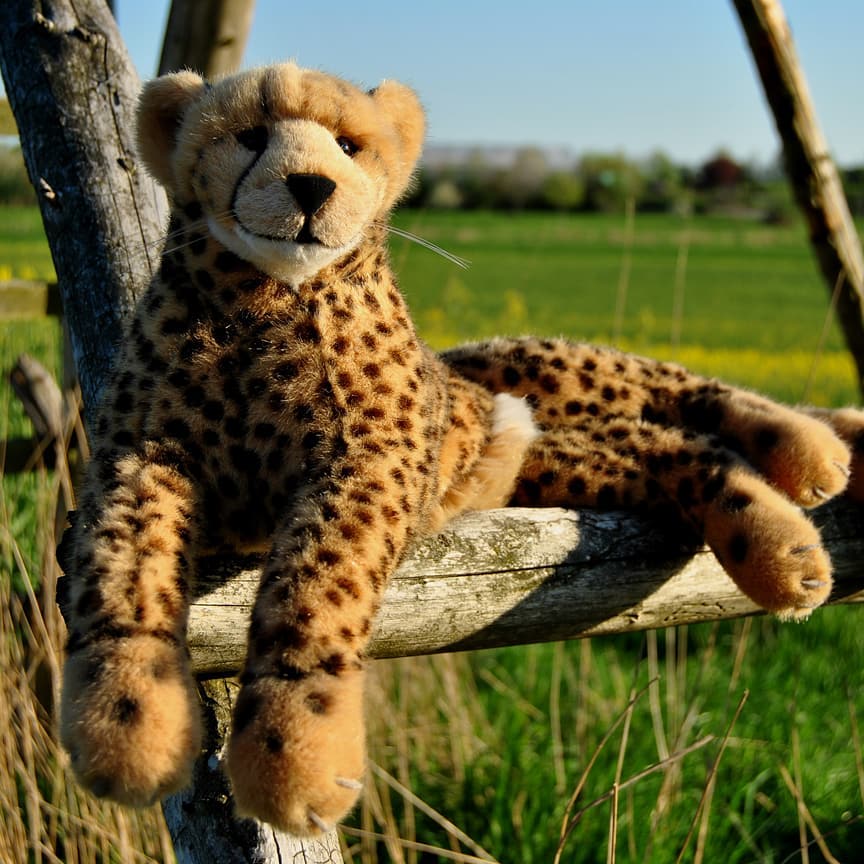 &quot;Komm da herunter!&quot; &quot;Nein!&quot; &quot;Komm da herunter!&quot; &quot;Nein!&quot; &quot;Komm da herunter!&quot; &quot;NEIN!&quot;  #JubaOnTour  #AcinonyxJubatus  #Cheetah  #Juba  #Koesen  #KoesenerSpielzeug  #PlushiesOfInstagram  #PlushiesOfGermany  #Stofftier  #Plueschtier  #Plushie  #Kuscheltier  #Hochsitz