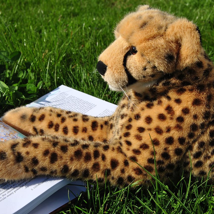 Juba und das Buch &quot;Cheetahs: Biology and Conservation&quot; - von Juba gab es in Hinblick auf den Wahrheitsgehalt der dargelegten Informationen. Das Buch ist also zu empfehlen. #BooksAboutCheetahs  #JubaOnTour  #AcinonyxJubatus  #Cheetah  #Juba  #Koesen  #KoesenerSpielzeug  #PlushiesOfInstagram  #PlushiesOfGermany  #Stofftier  #Plueschtier  #Plushie  #Kuscheltier  #Gepardenbuecher