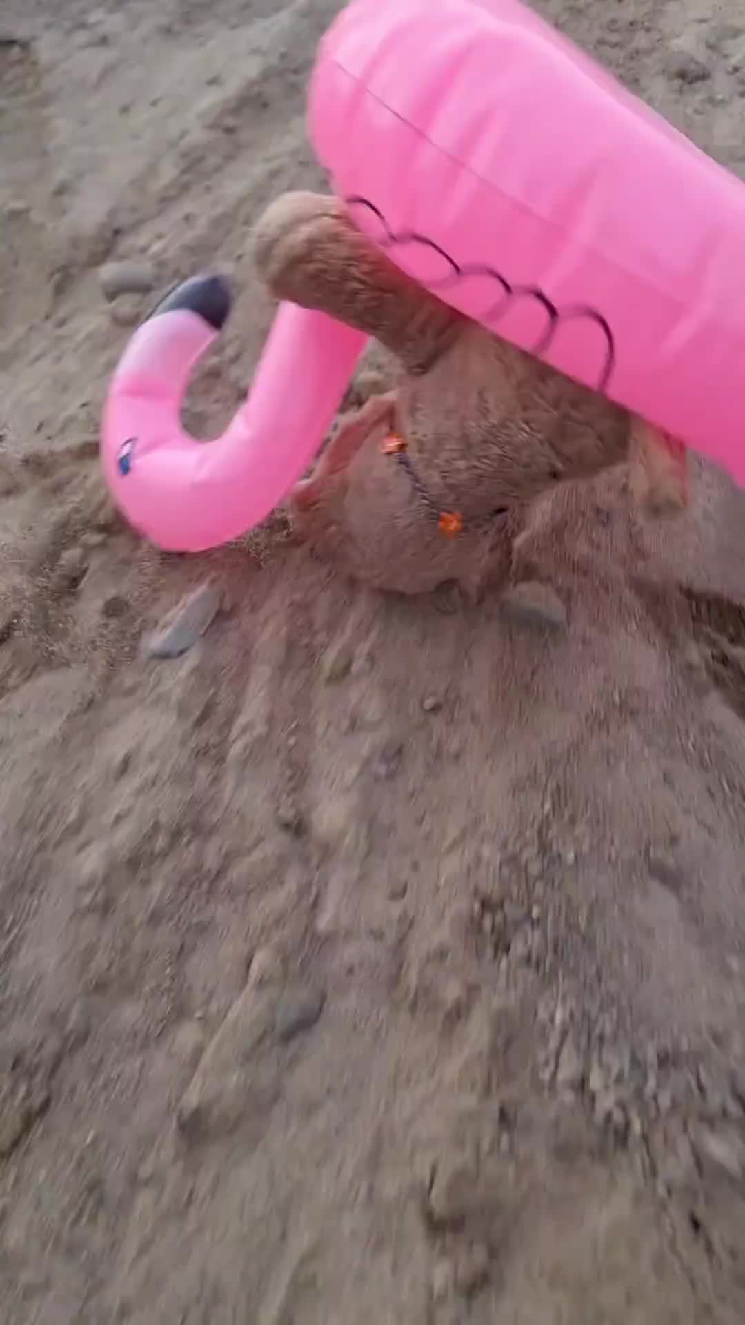 Fun, fun, fun at the construction site  #Flamingo  #Flamingofloatie  #Floatie