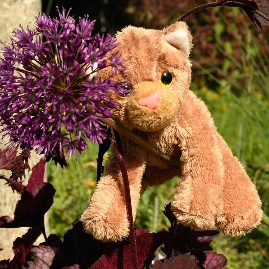 Hey, hey hey, sei vorsichtig. Eine Blume ist nicht zum Klettern gemacht. Schau doch mal, wie sie sich schon durchbiegt. Junge Dame, sei bitte etwas vorsichtiger! Du könntest herunterfallen. Doch, könntest du. Was soll das heißen, es ist dir egal? Dort, auf den Apfelbaum kannst du klettern, aber eine Blume ist kein Spielplatz... Kinder. #Swede  #LovedBefore  #ClimbingTheFlowers  #BeCareful  #StayAtHome  #plushicommunity  #JubaUndMara  #JubaOnTour  #AcinonyxJubatus  #Cheetah  #Juba  #Koesen  #KoesenerSpielzeug  #PlushiesOfInstagram  #PlushiesOfGermany  #Stofftier  #Plueschtier  #Plushie  #Kuscheltier