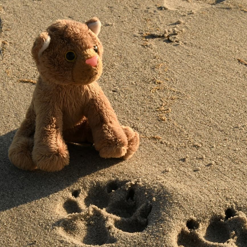 Folgendes begab sich vor 9 Tagen:.🐈 Onkel Juba, sieh nur: Hier laufen auch noch andere Geparde am Strand entlang. Wollen wir ihnen nachlaufen? Vielleicht sind sie nett und spielen mit uns Fangen und Verstecken und teilen ihr Eis mit uns.🐆 Zeig mal her – o, ich fürchte, da hat sich die Swede narren lassen. Das ist die Fährte eines Hundes, meine kleine. Scheint’s, wir blieben die einzigen Katzen am Wasser.🐈 Die Fährte eines Hundes? Aber- aber die Pfote sieht genauso aus wie deine Abdrücke. Wie kann es dann eine Hundepfote sein? Geparde haben doch nichts mit Hunden zu tun!🐆 Glücklicherweise haben Hund und Gepard sonst nicht viel gemein, das gebe ich dir gern Recht. Aber unsere Pfoten sind letztlich ähnlich – ähnlich grazil und ähnlich krallenbesetzt.🐈 Das ist, damit ihr so schnell rennen könnt, stimmt’s? Deshalb könnt ihr die Krallen nicht einziehen, stimmt’s?🐆 In einem hast du Recht, die Pfoten sind dafür gemacht, sehr, sehr schnell zu laufen… nicht, ich bin kitzlig… du sollst dir die Ballen nur ansehen. Siehst du die dicken, rauen Sohlen? Damit kann ich selbst auf hartem Geläuf umhertoben. Und dann sind da auch die Krallen – man sagt oft, wir Geparde könnten sie nicht einziehen. Aber ich verrate dir ein Geheimnis: Keine Katze kann ihre Krallen einziehen. Aber wir Katzen können die Krallen herausstrecken; nach getaner Krallenarbeit fahren sie allein zurück in die Scheiden. Was uns jedoch von anderen Katzen unterscheidet – die Krallenscheiden eines Geparden sind so weit zurückgebildet, dass selbst entspannte Krallen stets sichtbar sind. Ohne diesen Schutz nutzen sich die Krallen freilich ab, erscheinen im katzigen Vergleich recht stumpf. Dadurch ähneln unsere Fährten im Sand denen eines Hundes.🐈 O, dann müsst ihr beim Spielen bestimmt immer sehr, sehr aufpassen, dass ihr euch nicht verletzt.🐆 So ist es wohl. Aber wer mit Katzen spielt, darf die Kratzer nicht scheuen. #Krallen  #AcinonyxJubatus  #Gepard  #FaehrtenImSand  #GefaehrtenImSand  #Swede  #plushicommunity  #JubaUndMara  #JubaOnTour  #AcinonyxJubatus  #Cheetah  #Juba  #Koesen  #KoesenerSpielzeug  #PlushiesOfInstagram  #PlushiesOfGermany  #Stofftier  #Plueschtier  #Plushie  #Kuscheltier