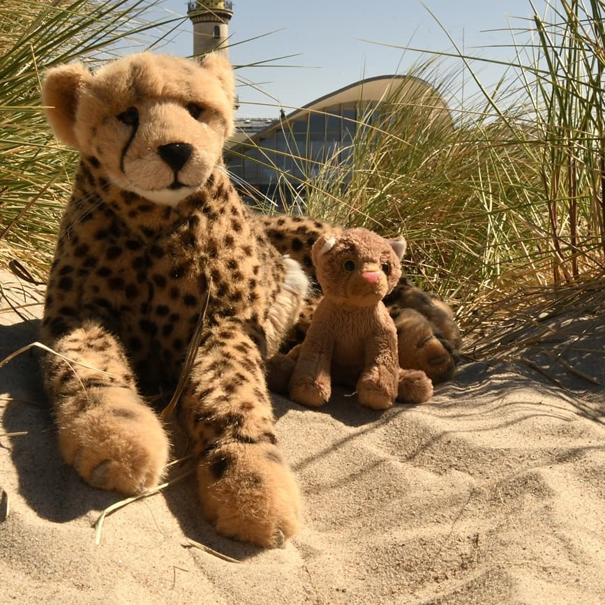 Hallo, hier ist wieder Swede.Nachdem es Tia wieder besser geht – Juba hat ihr einen Tee gekocht, der gut für den Bauch ist -, hat sie ihn gebeten, mit an den Strand zu kommen, denn sie weiß ja selbst, wie sehr er sich darauf gefreut hat. Nach einigem Überreden ist er schließlich mitgekommen, auch wenn er mit den Gedanken noch bei Tia war.Aber trotzdem haben wir noch einmal die Fahrt mit dem Schiff - Juba hat gesagt, das ist eine Fere oder Fehre. Ich hoffe, das schreibt man so. Auf der anderen Seite angelangt, mussten wir uns durch ungefähr zwölf Mijonen Menschen quetschen, die auch alle zum Wasser wollten. Das war furchtbar anstrengend, weil alle nur nach vorn, aber nie auf ihre Füße gesehen haben, ob da eventuell kleine Katzen langlaufen.Zum Glück haben Juba und ich ein Eis zum Erfrischen bekommen – ein großes. Und das war nicht nur so dahergesagt, es war riesengroß, so groß, ich konnte es kaum festhalten. Das war der Wahnsinn.Danach sind wir weiter bis ans Wasser. Aber stellt euch vor, davon war fast nichts zu sehen, denn all die Menschen haben es einfach verdeckt. Nirgendwo war noch ein Fleckchen Platz für uns. Also sind wir auf eine Düne geklettert und haben das Meer von oben aus beobachtet. Das war schade aber auch schön, denn der Ausblick war toll. Danach haben wir uns noch ein paar Schiffe und Sehenswürdigkeiten angesehen.Nun sind wir wieder auf dem Rückweg, denn der Weg war doch sehr anstrengend. #Eis  #Zimtspitze  #Teepot  #Ostsee  #Muscheln  #MuschelnFuerJuba  #Wellen  #KaterAmMeer  #JubaUndSwede  #Warnemuende  #EndlosesWasser  #LovedBefore  #LovedRightNow  #plushicommunity  #JubaUndMara  #JubaOnTour  #AcinonyxJubatus  #Cheetah  #Juba  #Koesen  #KoesenerSpielzeug  #PlushiesOfInstagram  #PlushiesOfGermany  #Stofftier  #Plueschtier  #Plushie  #Kuscheltier