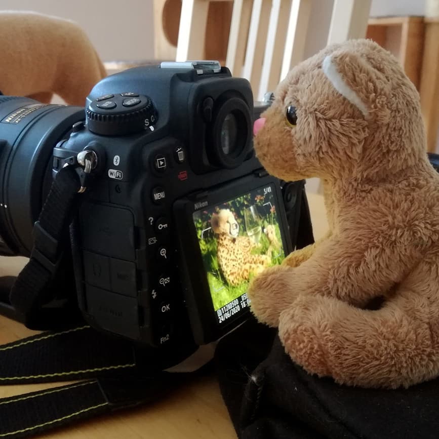 Heute, zum Camera Day, mochte Swede selbst einmal hinter der Kamera stehen. Dort drückte sie dann alle Knöpfe, bis es klickte und klackte und dann freute sie sich, wenn es klickte und klackte. Warum sie aber das große Tele-Objektiv draufgeschraubt haben wollte, weiß nur die große kleine Künstlerin. Sie wollte es nicht verraten. #CameraDay  #PhotoKunst  #GrosseKunst  #IndoorSafari  #Swede  #LovedBefore  #plushicommunity  #JubaUndMara  #JubaOnTour  #AcinonyxJubatus  #Cheetah  #Juba  #Koesen  #KoesenerSpielzeug  #PlushiesOfInstagram  #PlushiesOfGermany  #Stofftier  #Plueschtier  #Plushie  #Kuscheltier