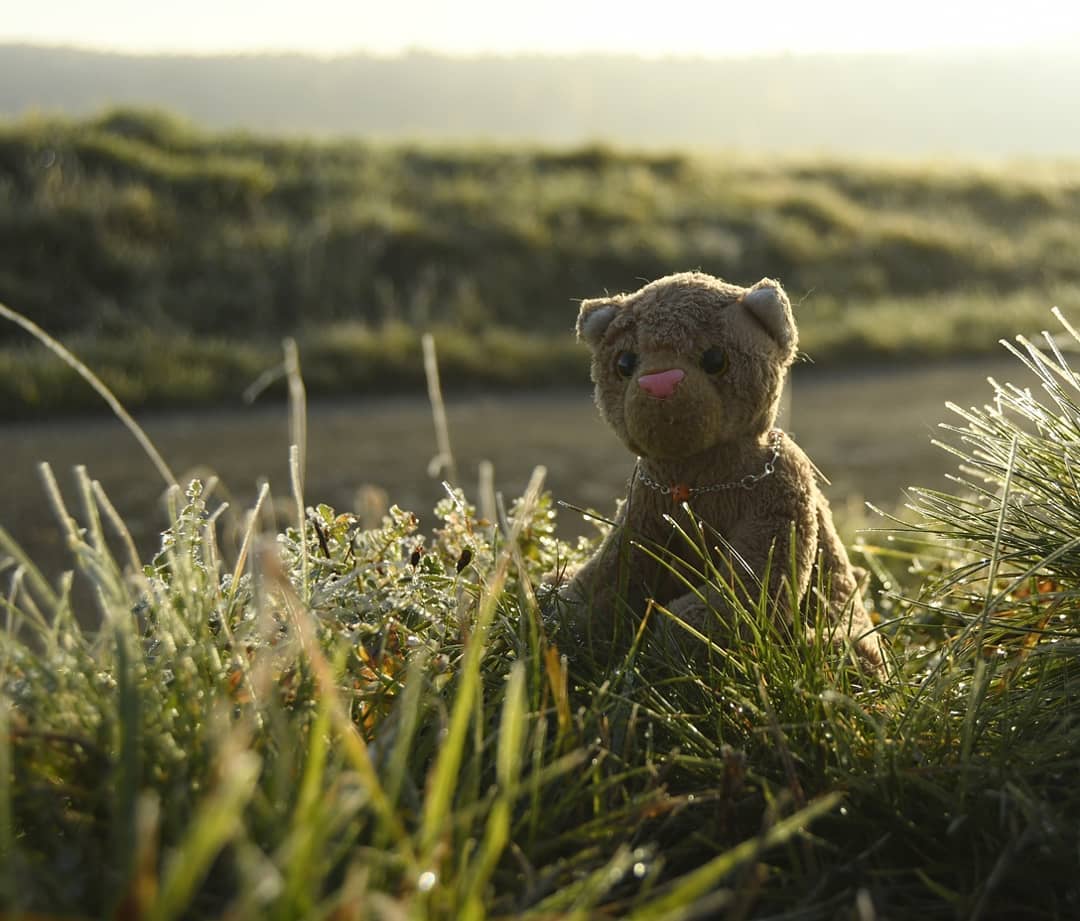 Hallo, hier ist eure Swede. Ich- also heute- ich meine, wir- nein, also das eine muss ich euch erzählen: Heute morgen schien die Sonne! Einfach so. Ist das zu glauben? Nach sieben Tagen grau zeigte sich tatsächlich die Sonne. Also sind Mneka und ich nach dem Frühstück nach draußen gegangen. Ich glaube, Paps und Mom hatten nicht viel dagegen. 🙄Und als wir da so liefen, da haben wir etwas gesehen. 😮Ja, ist das denn die Möglichkeit? Die Sonne schien nur oben auf dem Hügel. Jede Wiese und jeder Wald unterhalb des Hügels hing im Nebel. Ist das zu glauben? Also sind wir auf den Hügel geklettert und haben die Sonne begrüßt. Die Luft war zwar kälter als in einem Kühlschrank - das kann ich aus Erfahrung sagen, es war viel kälter als in einem Kühlschrank -, aber in der Sonne war es wunderbar. Die ganze Welt funkelte und glitzerte. Wheee.Auf manchen Bildern sieht die Welt wie verzaubert aus. Total schön. Ich glaube, manches Bild eignet sich als Ausstellungsstück für @slawomira__k s Kunstgalerie am  #artphotosaturday. Natürlich weiß ich nicht, ob das Kunst ist. Aber wenn Kunst auch schön ist, dann ist es Kunst.Und während wir über die Welt staunten, da haben wir etwas gesehen… 😮Fortsetzung folgt. #ToBeContinued  #Spaziergang  #Reif  #Nebel  #Sonne #JubaOnTour  #AcinonyxJubatus  #Cheetah  #Juba  #Koesen  #KoesenerSpielzeug  #PlushiesOfInstagram  #PlushiesOfGermany  #Stofftier  #Plueschtier  #Plushie  #Kuscheltier  #plushies  #plushiecommunity  #instaplushies  #stuffies  #stuffiesofinstagram  #plushielife