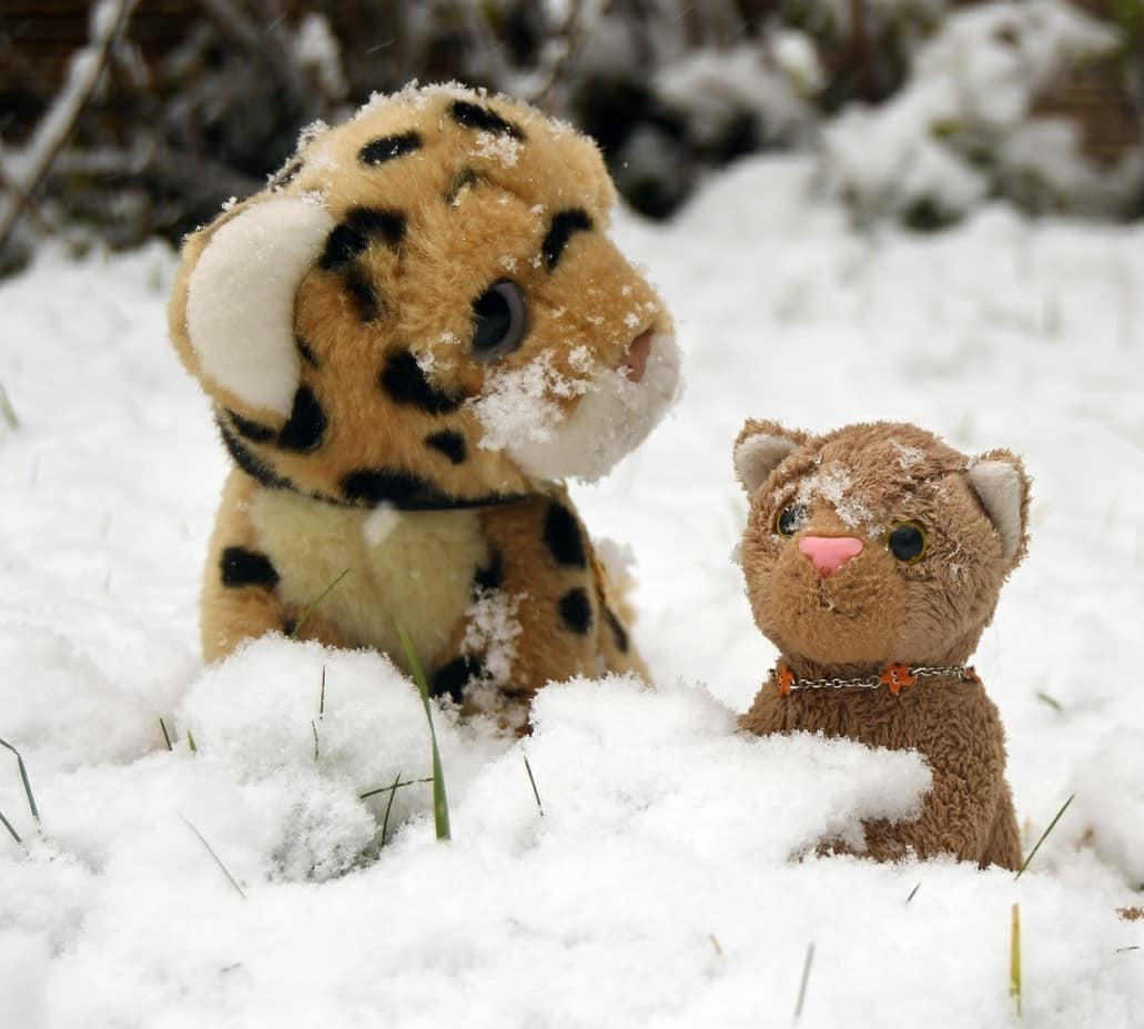 Nach wenigen Minuten nur, waren wir über und über mit Schnee bedeckt, und nicht lange, da war das Fell durchweicht und Kälte kroch bis ins Innere der Knochen. O, welch Gräuel. Wir wollten den Schnee nicht mehr leiden und flohen rasch von hinnen. Drinnen holten wir Decken herbei und wärmten uns auf, indes beschlossen Swede und Mneka, den Wintereinbruch zu genießen, solange er währte und solange sie die Kälte zu leiden imstande waren.Sie sammelten von überall Schnee und formten ihn zu festen Kugeln, pressten sie aneinander und dann kam ein Schwanz, zwei Pfötchen noch und Öhrchen obendrein – die Schneekatze ward wiedergeboren. Und sie ward schöner als zuvor.Hoffen wir, dass die Schneekatze den Widrigkeiten des Wetters trotzt, denn im Haus ist’s Sterben gewiss. #Schnee  #Schneesturm  #Schneegestoeber  #Snow  #Snowflakes  #Snowcat  #Schneekatze  #JubaOnTour  #AcinonyxJubatus  #Cheetah  #Juba  #Koesen  #KoesenerSpielzeug  #PlushiesOfInstagram  #PlushiesOfGermany  #Stofftier  #Plueschtier  #Plushie  #Kuscheltier  #plushies  #plushiecommunity  #instaplushies  #stuffies  #stuffiesofinstagram  #plushielife