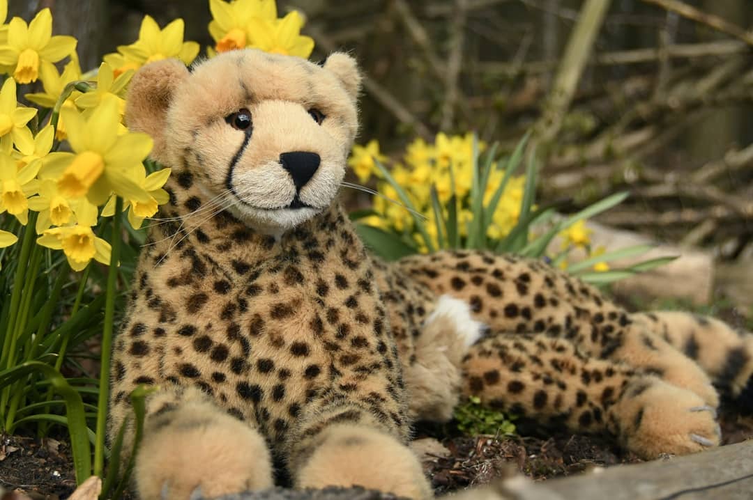 Jetzt hielt euch die kleine Swede so lang hin – so lasst mich euch an ihrer statt verraten, was in der kleinen Einhegung im Wald verborgen war: Narzissen, in einer riesigen Schar. Da waren mehrere Beete angelegt, in denen Narzissen und ein paar Traubenhyazinthen wuchsen. Ist das nicht mysteriös? Leider konnten wir nicht herausfinden, wer im Wald ein Narzissenbeet anlegt, aber das ist auch nicht wichtig. Wichtig ist nur, dass wir sie gefunden haben.Sagt selbst, sind die nicht wundervoll?🇬🇧 Little Swede played along so long - now lemme tell you what was hidden in the little enclosure in the forest: daffodils, in a huge flock. There were several beds in which daffodils and a few grape hyacinths grew. Isn&#039;t that mysterious? Unfortunately, we couldn&#039;t find out who is planting a daffodil bed in the forest, but that&#039;s not important either. The only important is that we found them.Tell me, aren&#039;t they wonderful? #Daffodil  #Geheimnis  #Narzissen  #BeetImWald  #Blumenbeet  #FlowerBed  #JubaOnTour  #AcinonyxJubatus  #Cheetah  #Juba  #PlushiesOfInstagram  #PlushiesOfGermany  #Stofftier  #Plueschtier  #Plushie  #Kuscheltier  #plushies  #plushiecommunity  #instaplushies  #stuffies  #stuffiesofinstagram  #plushielife