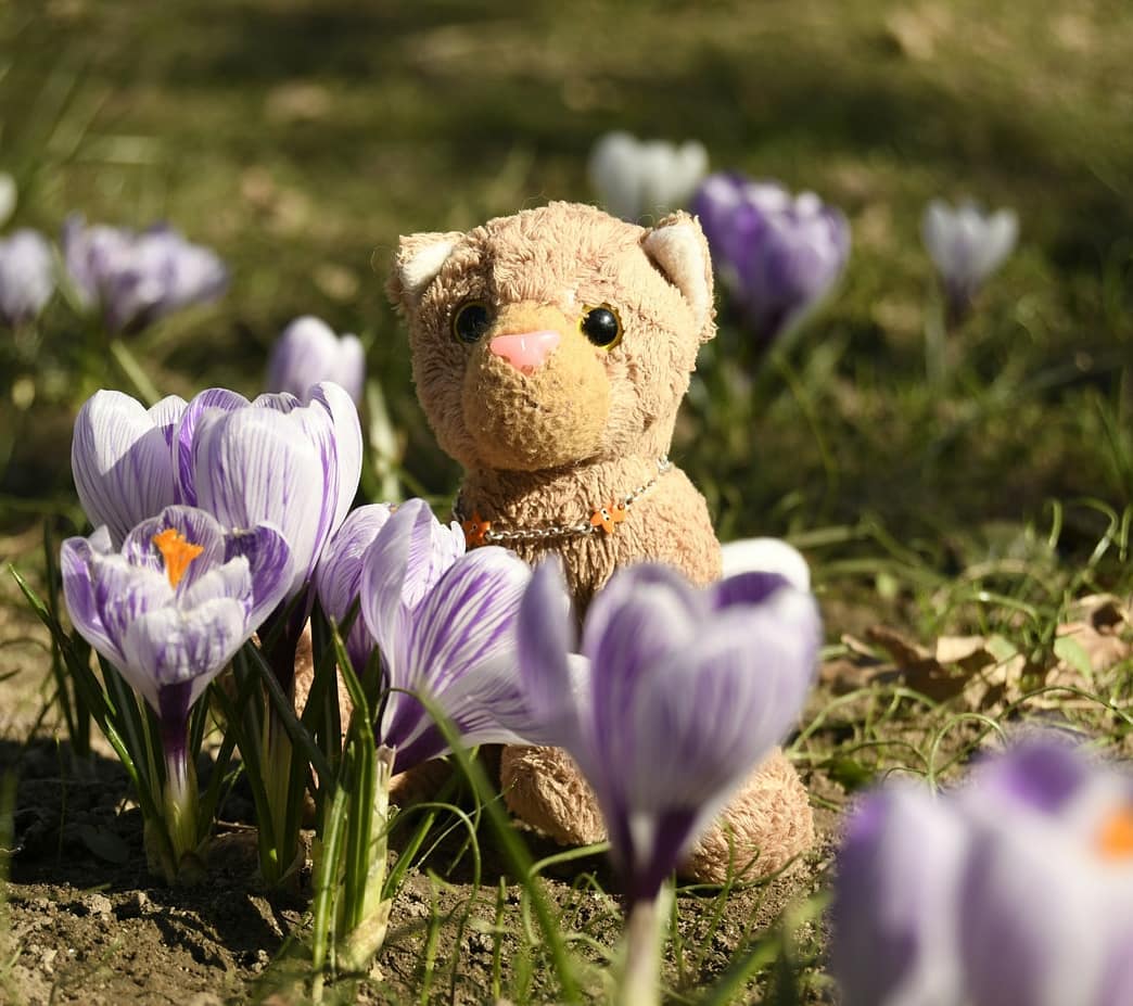 Guuuuten Morgen, hier ist Swede und Mneka und Chee – ihr fragt euch nun sicherlich, warum nicht im Bett liegen, stattdessen so früh schon auf den Beinen sind. Aber wenn ihr wüsstet, wie lange wir wirklich schon auf den Beinen sind, würdet ihr euch richtig wundern. Was man auf den Bildern nicht sehen kann: Wir schlichen uns in aller Frühe in den Schlosspark. Ein Vogel hat uns gezwitschert- anders gesagt, die Spatzen pfiffen es von den Dächern und die Tauben auch, denn die waren such oben auf dem Dach und- naja, eigentlich haben sie’s mehr gesungen- nein, es war kein Schwanengesang, sie haben eher gesungen wie ein Knastvogel, ihr wisst schon. Was wollte ich eigentlich sagen?Genau – Frühblüher.Die Vögel sagten, im Park gäbe es neue Frühblüher. Also machten wir uns auf, in der Nacht, und was sahen wir? Genau, sämtliche Blumen schliefen noch, diese Penner. Von wegen: Frühblüher. Also mussten wir warten, bis die ersten Krokusse erwachten.🇬🇧 [No translation - too many stupid puns in too few lines] #Fruehblueher  #Crocus  #Krokus  #SchlossparkBiebrich  #WiesbadenSchlosspark  #JubaOnTour  #AcinonyxJubatus  #Cheetah  #Juba  #Koesen  #KoesenerSpielzeug  #PlushiesOfInstagram  #PlushiesOfGermany  #Stofftier  #Plueschtier  #Plushie  #Kuscheltier  #plushies  #plushiecommunity  #instaplushies  #stuffies  #stuffiesofinstagram  #plushielife