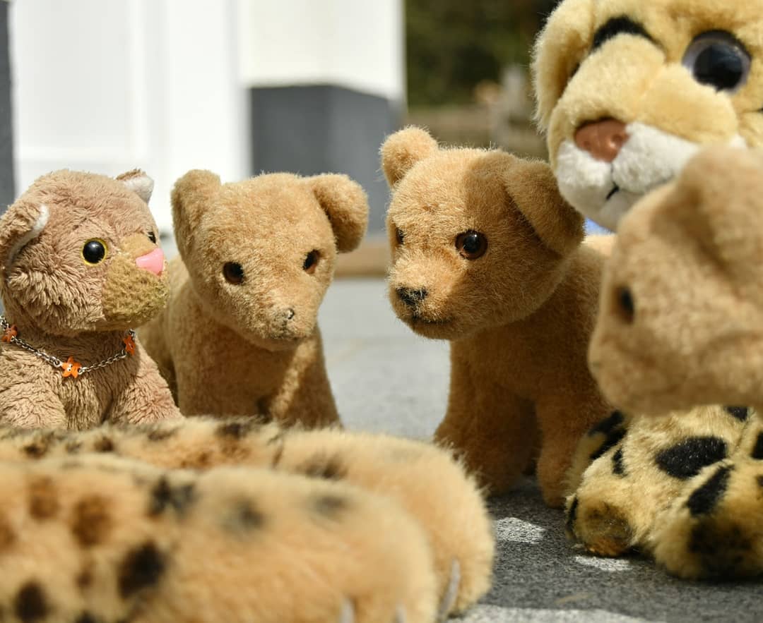 Eben rief ich die Kinder zu mir, und Maras Kleine dazu, denn heute wollten wir etwas Besonderes machen. Aber damit es besonders wird, muss man besonders früh damit beginnen und alles mit besonderer Sorgfalt und Hingabe tun.Ihr habt keine Ahnung, wovon ich rede, nicht wahr?Wisst ihr noch, wie Swede und ich im letzten Jahr eine 212 große Sonnenblume züchteten? So, wie die Sonnenblumen gediehen, erwuchs in uns der Wunsch, nächstes Jahr wieder Sonnenblumen anzubauen. Nur sollten sie dieses Mal doppelt so groß werden – mindestens 424, oder so. Damit das gelänge, mussten richtige Superkerne her. Und dieses Mal wollten wir sie nicht gleich nach Draußen in die Kälte setzen, nein, wir wollten sie erst einmal im Haus zu widerstandsfähigen Pflänzlein entwickeln, ehe sie die Kälte leiden sollten.Was soll ich sagen, mein Mensch besorgte mir wirkliche Superkerne – Titan. Wenn eine Sonnenblume »Titan« heißt, dann kann es nur gewaltig werden. Also sah ich mir noch schnell ein Lehrvideo an, um zu erfahren, wie man Sonnenblumen im Haus aussät. Als das getan, rief ich die Kinder zu mir, und Maras Kleine ebenso... #ScoutsLoveMotherEarth  #PlushieSunflowerChallenge2021  #SunflowerChallenge2021  #AbInsBeet  #Blumenzuechter  #Gardening  #JubaOnTour  #AcinonyxJubatus  #Cheetah  #Koesen  #KoesenerSpielzeug  #PlushiesOfInstagram  #PlushiesOfGermany  #Stofftier  #Plueschtier  #Plushie  #Kuscheltier  #plushies  #plushiecommunity  #instaplushies  #stuffies  #stuffiesofinstagram  #plushielife