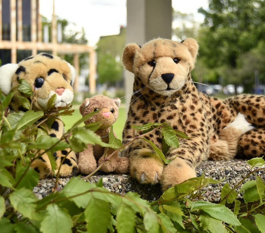 Auch die schlaferprobteste Katze kann nicht tagein tagaus auf dem Sofa verbringen, um nichts zu tun als sich mit Trauben und Erdbeeren und zusammengequetschten Zebras und Küssen vom geliebten Weib füttern zu lassen. Derselben Meinung war auch Niara, als sie mich recht energisch von der Couch jagte und nach draußen warf – mich und die Kinder. Sie wollte wenigstens einen Nachmittag ihre Ruhe haben, ein Bad nehmen und sich die Krallen lackieren, glaube ich.Jedenfalls streunten Swede und Mneka und ich durch die große Menschensiedlung am großen Fluss. Dort, auf einer Wiese trieben wir uns herum, beobachteten die wahllos umherwabernden Zweibeiner und solche, die Bällen nachjagten, wir beobachteten die Springbrunnen bei ihrer unermüdlichen Arbeit, wir beobachteten das undurchschaubare Gewusel der Autos – wir träumten. #Ausflug  #Springbrunnen  #Fountain  #Lawn  #JubaOnTour  #AcinonyxJubatus  #Cheetah  #PlushiesOfInstagram  #PlushiesOfGermany  #Stofftier  #Plueschtier  #Plushie  #Kuscheltier  #plushies  #plushiecommunity  #instaplushies  #stuffies  #stuffiesofinstagram  #plushielife  #Koesen  #KoesenerSpielzeug