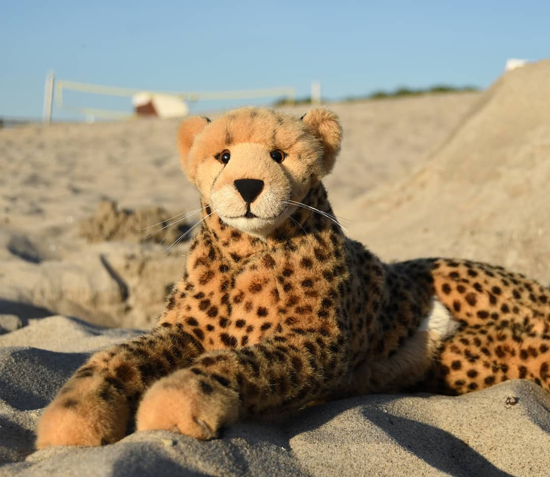 Ihr mögt euch darüber wundern, wessenthalben ich allein mit den Kindern am Strand bin. Der Grund dafür ist so einfach wie schwierig – unausweichlich geht jeder kleine Urlaub auch zu Ende, und während Niara unsere ganze Habe zusammenpackte und für die Rückreise sicherte, sollten die Kinder Abschied vom Wasser nehmen.Abschiednehmen hieß für Swede und Mneka, eine Sandburg zu bauen - Verzeihung, natürlich war es eine Pyramide, die in Form und Anmutung einer Sandburg gänzlich unähnlich, das jeder sofort einsähe, der nicht vollends blind auf dem Aug der Phantasie wäre. Das sagten die zwei Pyramidenbauer, jedenfalls. Ich, hingegen, hatte nichts weiter zu verrichten, als herumzuliegen und erhaben dreinzublicken, da ich die Sphinx von Gizeh vor der Pyramide vorstellte.Na, habt ihr es erkannt? Täuschend echt, nicht wahr?Fortsetzung folgt...🇬🇧 You may be wondering where I am alone with the kids on the beach. The reason for this is as simple as it is difficult - every little vacation inevitably comes to an end, and while Niara packed everything up and secured it for the return trip, the cubbies should say goodbye to the water.For Swede and Mneka, saying goodbye meant building a huge sand castle - excuse me, of course it was a pyramid, the shape and appearance of which was completely dissimilar to a sand castle, which anyone could see immediately who was not completely blind in the eye of imagination. That&#039;s what the pyramid builders said, at least. I, on the other hand, had nothing more to do than lie around and look sublime as I presented the great Sphinx at Giza in front of the pyramid.Did you see? Deceptively real, isn&#039;t it?To be continued... #GraalMueritz  #Sphinx  #SphinxOfGiza  #Kinderspiel  #Ostsee  #BalticSee  #Urlaub  #Holidays  #Sea  #Meer  #Water  #Beach  #Summer  #FirstTime  #JubaOnTour  #AcinonyxJubatus  #Cheetah  #PlushiesOfInstagram  #PlushiesOfGermany  #Plushie  #Kuscheltier  #plushies  #plushiecommunity  #instaplushies  #stuffies  #stuffiesofinstagram  #plushielife  #Koesen  #KoesenerSpielzeug 