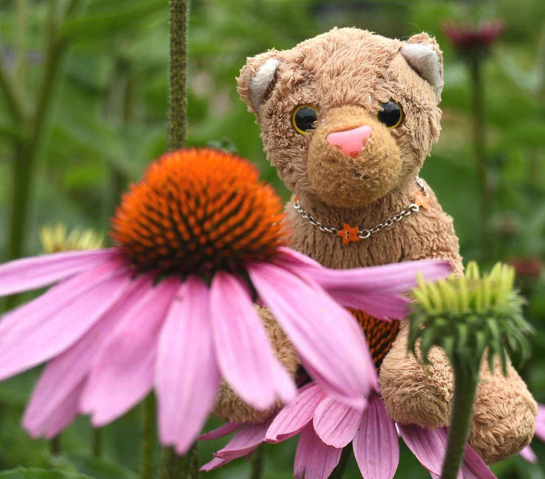 Hello, this is your Swede. And if you&#039;re wondering where I am - I&#039;m sitting on a flower and watch a bee buzzing and humming and drinking nectar. Do you see? Come closer, but don&#039;t frighten her or she&#039;ll fly away and have to go to bed without dinner.Hopefully a bee is great enough for @jarvis_the_bear &#039;s  #plushiewildlifewatchingclub.🇩🇪 Hallo, hier ist eure Swede. Und wenn ihr euch fragt, wo ich bin – ich sitze auf einer Blume und schaue einer Biene beim Brummen und Summen und Nektartrinken zu. Seht ihr sie? Kommt ruhig näher, aber erschreckt sie nicht, sonst fliegt sie weg und muss ohne Abendessen ins Bett.Hoffentlich ist eine Biene großartig genug für @jarvis_the_bear &#039;s  #plushiewildlifewatchingclub. #Blume  #Flower  #Bluete  #Bee  #PlushieWildlifeWatchingClub  #AcinonyxJubatus  #Cheetah  #PlushiesOfInstagram  #PlushiesOfGermany  #Plushie  #Kuscheltier  #plushies  #plushiecommunity  #instaplushies  #stuffies  #stuffiesofinstagram  #plushielife  #Koesen  #KoesenerSpielzeug 