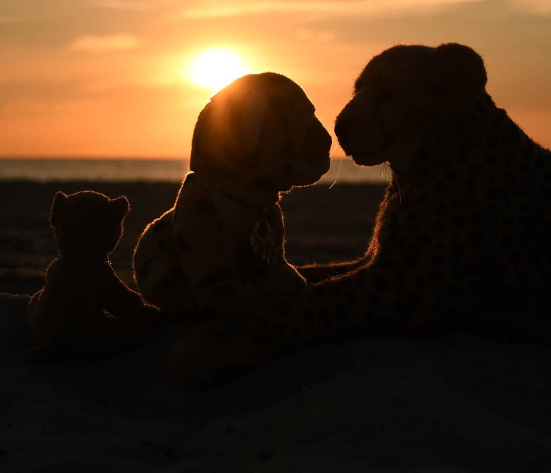 Und nun brach der Abend an. Wie die Sonne ins Meer fallen würde, ginge auch der Urlaub zu Ende. Schon am nächsten Morgen müssten wir abreisen. Doch bis es so weit war, wollten wir noch einen letzten Sonnenuntergang am Strand erleben und den wundervollen Tagen gedenken, die als Überraschung begannen und nicht weniger überraschend endeten.Konnte man sich besseres Wetter wünschen? Konnte man sich einen sandigeren Strand wünschen? Wer konnte ahnen, dass meine Niara Gefallen am großen Wasser finden würde? Wer dachte daran, sie könne das Eingraben im Sand genießen oder das Verzieren mit Muscheln? Könnt’s endlos forterzählen – jeder Augenblick war ein Moment, der zu einer schönen Erinnerung ward.Und ich hoffe, euch gefielen unsere Urlaubserlebnisse ebenso sehr.🇬🇧 And now the evening came. Just as the sun would fall into the sea, so the vacation would come to an end. We would have to leave the next morning. But &#039;til then, we wanted to savor one last sunset on the beach and commemorate the wonderful days that began as a surprise and ended no less surprising.Could one have wished for better weather? Could you ask for a sandier beach? Who could have guessed that my Niara would enjoy the great water? Who thought she could enjoy digging in the sand or decorating with seashells? I cold go on and on - every single moment was a moment that became a wonderful memory.And I hope you enjoyed our vacation adventures as much. #GraalMueritz  #Strand  #Sonnenuntergang  #Sunset  #Ostsee  #BalticSee  #Urlaub  #Holidays  #Sea  #Meer  #Water  #Beach  #Summer  #FirstTime  #JubaOnTour  #AcinonyxJubatus  #Cheetah  #PlushiesOfInstagram  #PlushiesOfGermany  #Plushie  #Kuscheltier  #plushies  #plushiecommunity  #instaplushies  #stuffies  #stuffiesofinstagram  #plushielife  #Koesen  #KoesenerSpielzeug