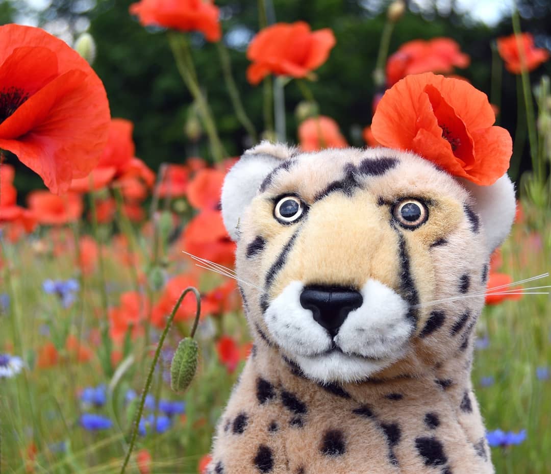 Neulich, beim Herumstreunen und Dingemarkieren entdeckten wir ein Feld mit fünfzig Blumen darauf. Mohnblumen. Vielleicht waren es sogar mehr als fünfzig - ich kann es nicht sagen, denn weiter als bis zur Fünfzig kann ich noch nicht zählen. Aber eines weiß ich wohl: Blumen sind unser Ding.Da war es schon ein großes Glück, dass wir eine Decke dabei hatten, um es uns inmitten dieser fünfzig Blumen gemütlich zu machen. Und das Glück ward sogar noch größer, als wir sahen, dass mehr und mehr Zweibeiner bei dem Mohnblumenfeld hielten, um Pfotos zu machen - glücklicherweise hatten wir den besten Platz im Feld bereits für uns.🇬🇧 Recently, while wandering around and marking things, we discovered a field with fifty flowers on it. Poppies. Maybe there were even more than fifty poppies - I can&#039;t tell, because I can&#039;t count beyond fifty yet. But I know one thing: we love flowers.So it was purrrty lucky that we had a blanket with us to make ourselves comfortable in the midst of these fifty flowers. And luck was even greater when we saw that more and more bipeds stopped by the poppy field to take photos - luckily we already had the best place in the field to ourselves. #Poppies  #Mohnblumen  #Kornblumen  #Picknick  #Ausflug  #Trip  #PoppyField  #JubaOnTour  #AcinonyxJubatus  #Cheetah  #PlushiesOfInstagram  #PlushiesOfGermany  #Plushie  #Kuscheltier  #plushies  #plushiecommunity  #instaplushies  #stuffies  #stuffiesofinstagram  #plushielife  #Koesen  #KoesenerSpielzeug 