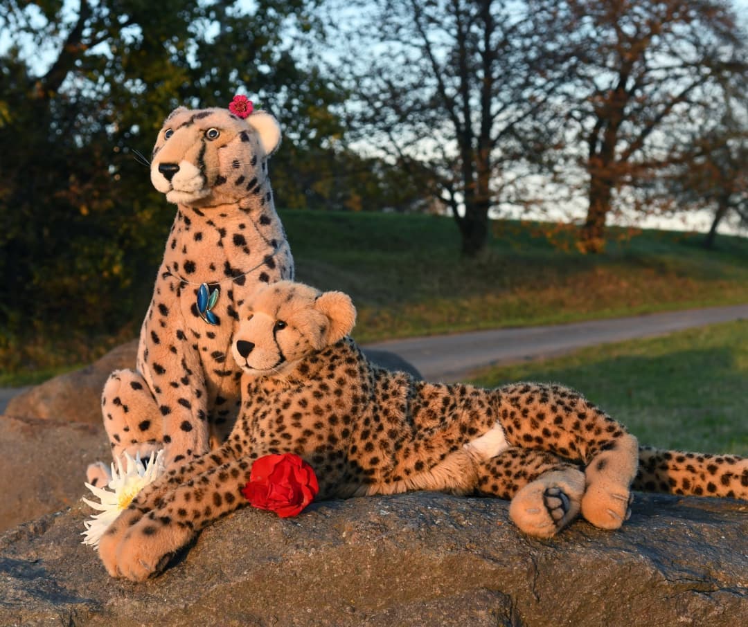 Ein altes Sprichwort unter uns Tieren sagt: Die Liebe einer Katze findet man nur zwischen den Krallen. Mancher sagt, es sei wie mit der Rose, die stets bei Dornen ist. Doch was mag es bedeuten, wenn man zwischen Katze und Rose ist? Kann es dann nicht mehr schöner werden?Niara und ich wollten’s ausprobieren – Aufstellung genommen auf dem Sonnenfelsen, umringt von Blumen, gelehnt an des Geliebten Seite, beschienen von der Sonne, konnte’s wahrlich nicht mehr besser sein.Einen fröhlichen  #PlueschtierKnuddelSamstag euch allen.🇬🇧There is an old saying among animals: The love of a cat can only be found between the claws. Some say it is like the rose that comes always with thorns. But what does it mean when you&#039;re between a cat and a rose? Can&#039;t it get more beautiful?Niara and I wanted to find out - we were posing on the light rock, surrounded by flowers, leaning on the beloved&#039;s side, lit by the sun, it couldn&#039;t have been any better.Happy  #PlushieCuddlySaturday everyone, and thank you for hosting @julie_the_davies and Parsley and Kika and Bradley. #LightRock  #Sonnenfelsen  #Aphorismus  #Weisheit  #Rose  #GoldenHour  #Goldene Stunde #Kusheln  #Zweisam  #Romantik  #JubaOnTour  #AcinonyxJubatus  #Cheetah  #PlushiesOfInstagram  #PlushiesOfGermany  #Plushie  #Kuscheltier  #plushies  #plushiecommunity  #instaplushies  #stuffies  #stuffiesofinstagram  #plushielife  #Koesen  #KoesenerSpielzeug