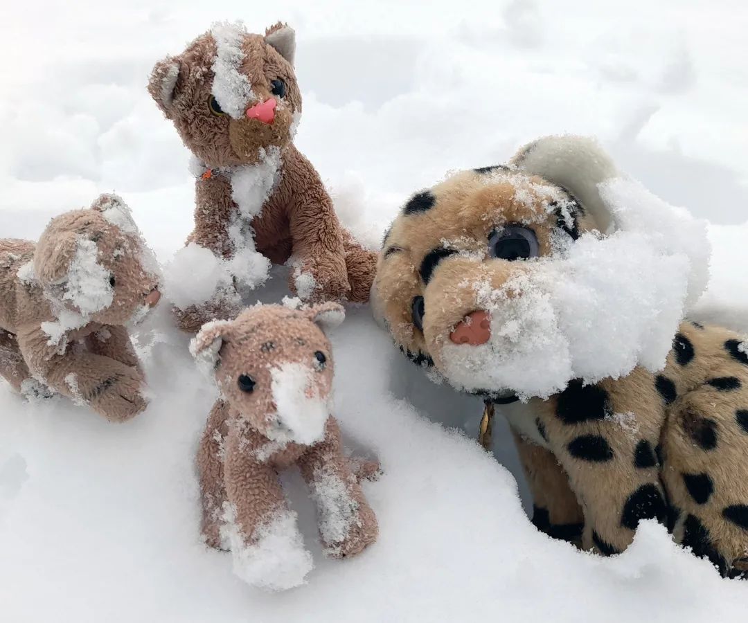 Ehe der Schnee bis zur Unkenntlichkeit vergeht, wollen wir noch ein wenig Spaß damit haben. Drum heiße ich euch willkommen zu einer weiteren, halsbrecherischen Folge von  #SwedeXtreme. Heute vollführen wir Saltos in den Schnee, bis die Scholle kracht.🇬🇧Before the snow fades beyond recognition, we want to have a little more fun with it. So I welcome you to another breakneck episode of  #SwedeXtreme. Today we do somersaults in the snow until the floe cracks. #SnowDiving  #Somersault  #WinterWonderland  #Snow  #Schnee  #WinterIsComing  #WinterFun  #Winter  #SwedeXtreme  #JubaOnTour  #plushie  #plushies  #stuffies  #plushiesofinstagram