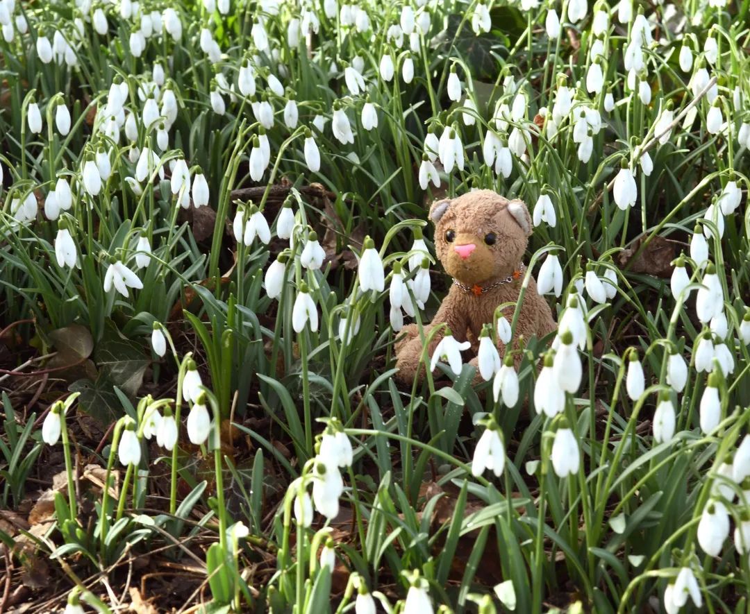 Gestern war ich in einem Streit mit meiner kleinen Swede verfangen – nichts Wildes, aber nicht minder vehement. Sie behauptete doch, wir würden im Schlosspark ganz bestimmt Frühlingsblümchen finden. Und ich sagte ihr, es wäre noch zu früh für Frühblüher; es gäbe noch keine. Sie sagte: „O doch!“ Ich sagte: „O nein!“ Sie meinte: „Doch!“ Und ich so: „Nein!“ Sie wieder: „Dohooch!“ Ich: „Nein!“ Sie: „Wohl!“ Ich so: „Eher nicht!“ Und sie sagte: „Doch, hier sind welche…“Meine kleine Swede hatte also Recht. Da waren wirklich kleine Blümchen.🇬🇧Yesterday I got caught up in a fight with my little Swede - nothing wild, but no less vehement. She said we would definitely find spring flowers in the castle park. And I told her it was too early for early bloomers; there aren&#039;t any. She said: &quot;Oh yes!&quot; I said: &quot;Oh no!&quot; She said: &quot;Yes!&quot; And I said: &quot;Nooo!&quot; She again: &quot;Yes!&quot; Me: &quot;No!&quot; She: &quot;Yes!&quot; I said: &quot;Not really!&quot; And she said: &quot;Yes, here are some...&quot;So my little Swede was right. There were little flowers. #Schneegloeckchen  #SnowDrops  #Biebrich  #Wiesbaden  #SchlossBiebrich  #BiebricherSchlosspark  #BiebrichSchlosspark  #WiesbandenSchlosspark  #EarlyBloomers  #SpringFlowers  #Fruehblueher  #Flowers  #JubaOnTour  #plushie  #plushies  #stuffies  #plushiesofinstagram  #theinstaplushies