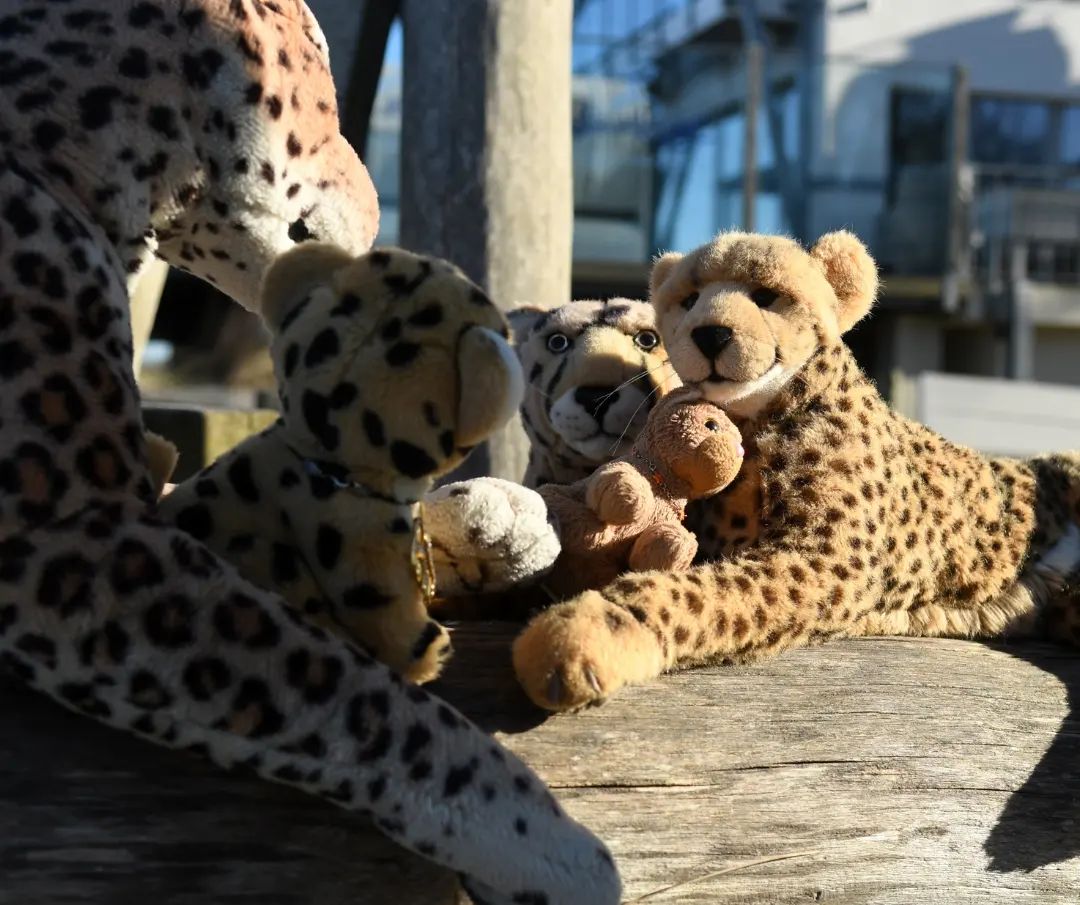 Als die Kinder durchgefroren waren und ich nicht mehr wusste, wie ich sie beschäftigen konnte, ohne dass sie mich fragten, wo Mama und Tia sooo lange blieben, beschloss ich den Weg zurück zum Treffpunkt. Ich lud die Kinder auf meinen Rücken und rannte zur Sonnenbank. Dort warteten Niara und Tia bereits.Viel Gutes konnten sie nicht berichten; nirgends fände man kostenlosen Treibstoff. Nur wer Geld hätte, bekäme welchen, sagten sie. Und so blieb Niara und mir nur eines übrig: Wir mussten uns eine Arbeit suchen.Da musste man es Glück nennen, dass gleich nebenan ein Restaurant war, bei dem man nach Arbeit fragen konnte. Vielleicht, so dachten wir, würden wir wieder am Eingang stehen wie diese Katzenstatuen vor asiatischen Geschäften und bekämen Geld dafür. Aber sofort kam Swede herbei, schüttelte den Kopf, denn wir müssten nicht arbeiten, sagte sie. Wir wären doch an einem Strand. Hier gäbe es sicher vergrabene Schätze. Man müsse sie nur ausgraben und schon hätten wir genügend Geld. Genau, bestätigte Mneka.Ach, meine Kleinen... Ich tätschelte den Kleinen das Köpfchen, bat Tia, auf die zwei aufzupassen, während Niara und ich versuchten, artgerechte Arbeit in dem Restaurant zu finden.Und so kam es, dass wir arbeiteten und die Kleinen auf Schatzsuche gingen.🇬🇧English translation is in the first comment. #TagAmMeer  #KaterAmMeer  #Ostsee  #BalticSea  #Beach  #Strand  #Gestrandet  #Sand  #Waves  #Ocean  #Duene  #DayTrip  #Cruising  #Ausflug  #JubaOnTour  #plushie  #plushies  #stuffies  #plushiesofinstagram