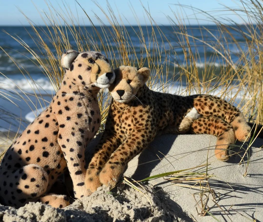 Nach einer Weile des Aufwärmens und Beruhigens – wir mussten nicht verhungern, nicht erfrieren und sind auch nicht mehr gestrandet - gingen wir noch einmal an den Strand; schließlich sollte sich der Besuch auch lohnen, erst recht vor dem Hintergrund jenes Donnerwetters, das uns bevorstand, sobald wir erst wieder zurück nach Hause kämen.Aber so weit sollten die Gedanken nicht schweifen – erst einmal wollten wir alle runter ans Wasser und die Sonne genießen, Muscheln suchen, herumknutschen. Was man eben an einem Strand tut.🇬🇧After a while of warming up and calming down - we didn&#039;t have to starve, didn&#039;t freeze to death and aren&#039;t stranded anymore - we went to the beach again. After all, the visit should also be worthwhile, especially against the background of the bollocking that was in store for us as soon as we got back home.But we shouldn&#039;t let our thoughts wander that far - first of all we all wanted to go down to the water and enjoy the sun, look for shells, smooch and nuzzle. Just what you usually do on a beach. #TagAmMeer  #KaterAmMeer  #Ostsee  #BalticSea  #Unterkunft  #Strand  #Beach  #Sand  #Waves  #Ocean  #Duene  #DayTrip  #Cruising  #Ausflug  #JubaOnTour  #plushie  #plushies  #stuffies  #plushiesofinstagram