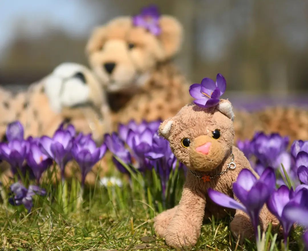 Hallo, hier ist eure wundervolle Swede. Womöglich wundert ihr euch, warum wir gestern schon wieder bei den blauen Krokussen abhingen. Dazu muss ich zwei Dinge sagen: Zum einen kann man von Blumen niemals genug bekommen, zum anderen mussten wir noch einmal hier her. Denn als Paps und Mneka und ich letzte Woche in den Schlosspark gingen und wieder zurück waren und Mama alles genau erzählten – wie toll die Blumen waren und dass es sich anfühlte, als badete man in einem großen Wasser, ohne nass zu werden –, da wurde sie ganz traurig. Anstatt für uns das Essen zu machen, wäre Mama wohl selbst gern im Blumenmeer schwimmen gegangen. Und so beschlossen wir, heute noch einmal in den Schlosspark zu gehen – wir alle!Mom und Dad nutzten die romantische Gelegenheit für ihre Herumknutschereien, aber das kennt ihr ja bereits. Immerhin war ja Samstag. Und Samstag wird nun mal geknutscht. Das ist so, seit es Instagram und @julie_the_davies gibt.🇬🇧Hello, this is your wonderful Swede. You might be wondering why we hung out at the blue crocuses once again yesterday. I have two words for you: Firstly, you can never get enough of flowers, and secondly, we had to come here again. Because when Dad and Mneka and I went to the castle park and came back and told mom everything in detail – how great the flowers were and that it felt like bathing in a big sea without getting wet – she was very sad. Instead of making dinner for us, Mama would have liked to go swimming in the sea of flowers herself. And so we decided to go to the castle park - all of us!Mom and Dad took the romantic opportunity to make out, but you already know that. After all, it was Saturday. And on Saturday there is smooching and kissing. It&#039;s been like since since there were Instagram and @julie_the_davies. #Krokus  #Crocus  #Spring  #SpringIsComing  #WiesbadenSchlosspark  #WiesbadenBiebrich  #Flowers  #Flowerfield  #BedOfRoses  #PlueschtierKnuddelSamstag  #PlushieCuddlySaturday  #JubaOnTour  #plushie  #plushies  #stuffies  #plushiesofinstagram