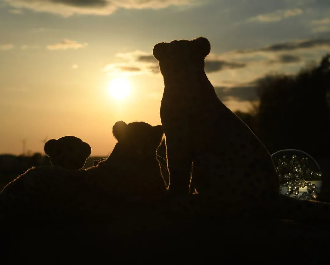 Und da sind wir nun - ein letzter Sonnenuntergang in den alten Gründen, ehe wir zu neuen Landen aufbrechen, zu neuen Abenteuern und Geschichten.🇬🇧And here we are - one last sunset in the old grounds before we set off for new lands, new adventures and stories. #Abschied  #GlassSphere  #favoriterock  #Sunset  #Stroll  #Glaskugel  #Lieblingsfelsen  #Sonnenuntergang  #Spaziergang  #JubaOnTour  #plushie  #plushies  #stuffies  #plushiesofinstagram  #theinstaplushies