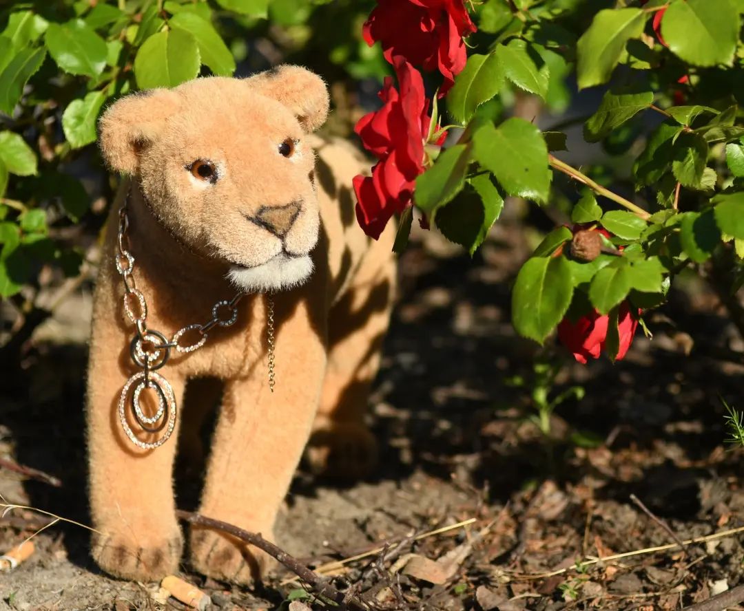 🐆 ...und deine Kleinen haben den Umzug gut überstanden?🦁 Es scheint so, als wohnten sie niemals woanders. In ihrer wundervoll naiven Art vermögen sie, in jedem Moment des Lebens ein Abenteuer zu entdecken. Und solange sie etwas zum Essen und einen weichen Platz zum Schlafen haben, brauchen sie nicht mehr als das. Ganz anders dein Juba, nicht wahr – der trägt noch immer schwer am Ortswechsel.🐆 Ach, mein Juba. Er vermisst so viele Dinge, und nur wenige konnte er neu für sich entdecken. Er vermisst die Sonnenuntergänge über dem Dorf, er vermisst die Wälder und Holzstapel und die Eisbecher, die gewundenen Wege, die Hügel, das Wasser. Er braucht wohl noch eine Weile, um damit zurechtzukommen.🦁 O weh. Aber mit dir an seiner Seite ist doch jeder Ort wie ein zu Hause.🐆 Ach, du Süßmaul.🦁 Apropos: Wo steckt er eigentlich?🐆 Er wollte mit den Kindern »in die Erdbeeren«, sagte er. Neulich entdeckte er ein riesiges Feld mit Erdbeeren...🦁 Diese roten Beeren meinst du?🐆 Eben diese. Und weil jene – obwohl’s Pflanzen sind – ungewöhnlich lecker schmecken, wollte er mit den Kindern ein paar davon erbeuten.🦁 O, wie wunderbar. Vielleicht lässt das gute Essen manche Wehmut vergessen.🐆 Zumindest eine kleine Weile will es klappen.🦁 Und danach lässt du ihn ein wenig an dir knabbern – das wird ihn ganz sicher auf andere Gedanken bringen.🐆 Ach, du Süßmaul. ☺ #Roses  #Rosen  #Frauengespraeche  #GirlsTalk  #JubaOnTour  #plushie  #plushies  #stuffies  #plushiesofinstagram  #theinstaplushies  #Plueschtier  #plushiecommunity  #stuffiecommunity  #plushiesofgermany  #plushielife