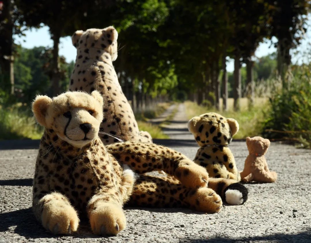 Niara und Mneka und Swede und ich spazieren durch die Felder und Wälder in der Nähe. Ich hoffe, ihr habt einen ebenso schönen Tag wie wir.🇬🇧Niara and Mneka and Swede and I are on a walk through the fields and forests nearby. I hope you have as nice a day as we do. #Sonntagsausflug  #Spaziergang  #Allee  #Gerstenfeld  #Gerste  #Getreide  #DayTrip  #Stroll  #Avenue  #BarleyField  #Barley  #Grain  #JubaOnTour  #Koesen  #KoesenerSpielzeug  #PlushiesOfInstagram  #PlushiesOfGermany  #Stofftier  #Plueschtier  #Plushie  #Kuscheltier  #plushies  #plushiecommunity  #instaplushies  #stuffies  #stuffiesofinstagram  #plushielife