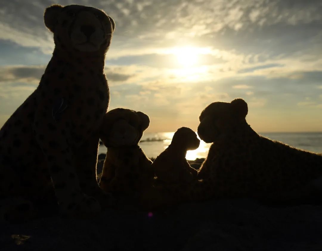 Nach so viel Lokalkolorit liefen wir noch einmal hinunter an den Strand, um die letzten Sonnenstrahlen zu genießen. Es war zugleich der letzte Sonnenuntergang am Meer, ehe wir am nächsten Morgen abreisen würden. Manchmal glaube ich, die zeit vergeht bei Urlauben schneller, wohingegen sie beim Kartoffelnschälen – als Beispiel – zu stehen scheint.🇬🇧After so much local color, we walked down to the beach once more to enjoy the last rays of sun. It was also the last sunset at the sea before we would leave the next morning. Sometimes I think time flies faster on vacation, whereas it seems to stand still when peeling potatoes, for example. #BalticSea  #Sunset  #Departure  #Vacation  #Ostsee  #Sonnenuntergang  #Abreise  #Urlaub  #JubaOnTour  #HoheDuene  #Koesen  #KoesenerSpielzeug  #PlushiesOfInstagram  #PlushiesOfGermany  #Stofftier  #Plueschtier  #Plushie  #Kuscheltier  #plushies  #plushiecommunity  #instaplushies  #stuffies  #stuffiesofinstagram  #plushielife