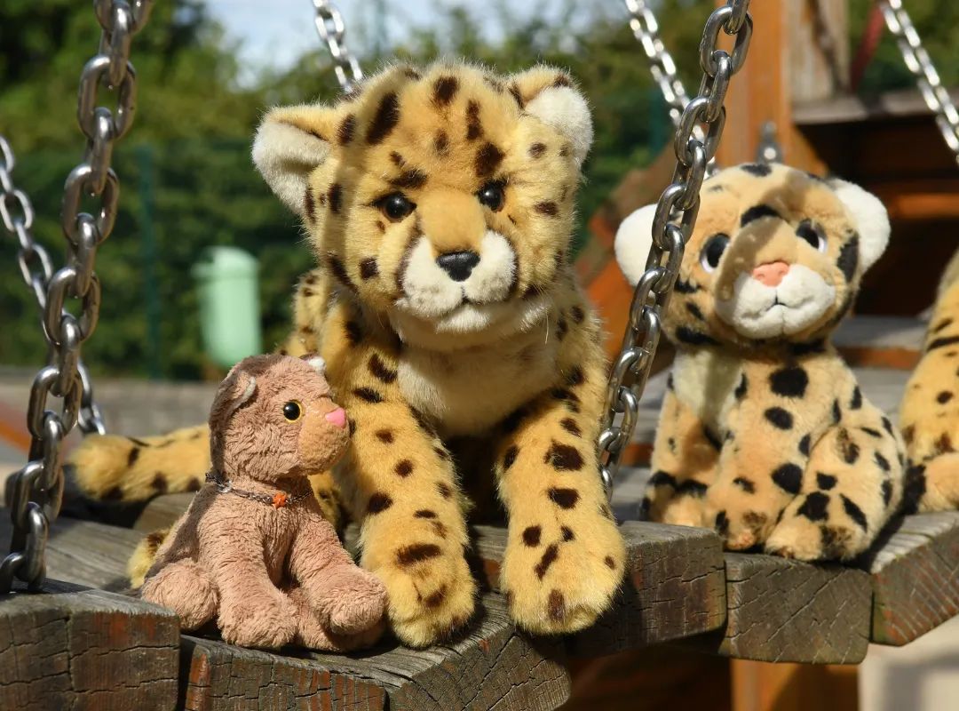 Hier gibt es nicht viel zu sehen, nur eine Bande Katzen auf dem Spielplatz.🇬🇧Not much to see here, just a bunch of cats in the playground. #Playground  #SuspensionBridge  #Leisure  #cheetahs  #Spielplatz  #Haengebruecke  #Freizeit  #Geparden  #JubaOnTour  #PlushiesOfInstagram  #PlushiesOfGermany  #Stofftier  #Plueschtier  #Plushie  #Kuscheltier  #plushies  #plushiecommunity  #instaplushies  #stuffies  #stuffiesofinstagram  #plushielife