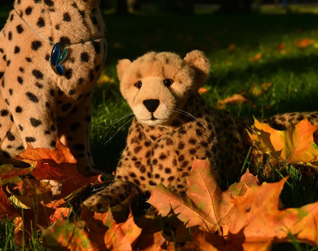 Swede und Mneka sammelten Blätter für etwas herbstliche Dekoration. Das muss schon sein!🇬🇧Swede and Mneka collected leaves for some autumnal decoration. #Leaves  #Autum  #Laub  #Herbst  #JubaOnTour  #PlushiesOfInstagram  #PlushiesOfGermany  #Stofftier  #Plueschtier  #Plushie  #Kuscheltier  #plushies  #plushiecommunity  #instaplushies  #stuffies  #stuffiesofinstagram  #plushielife