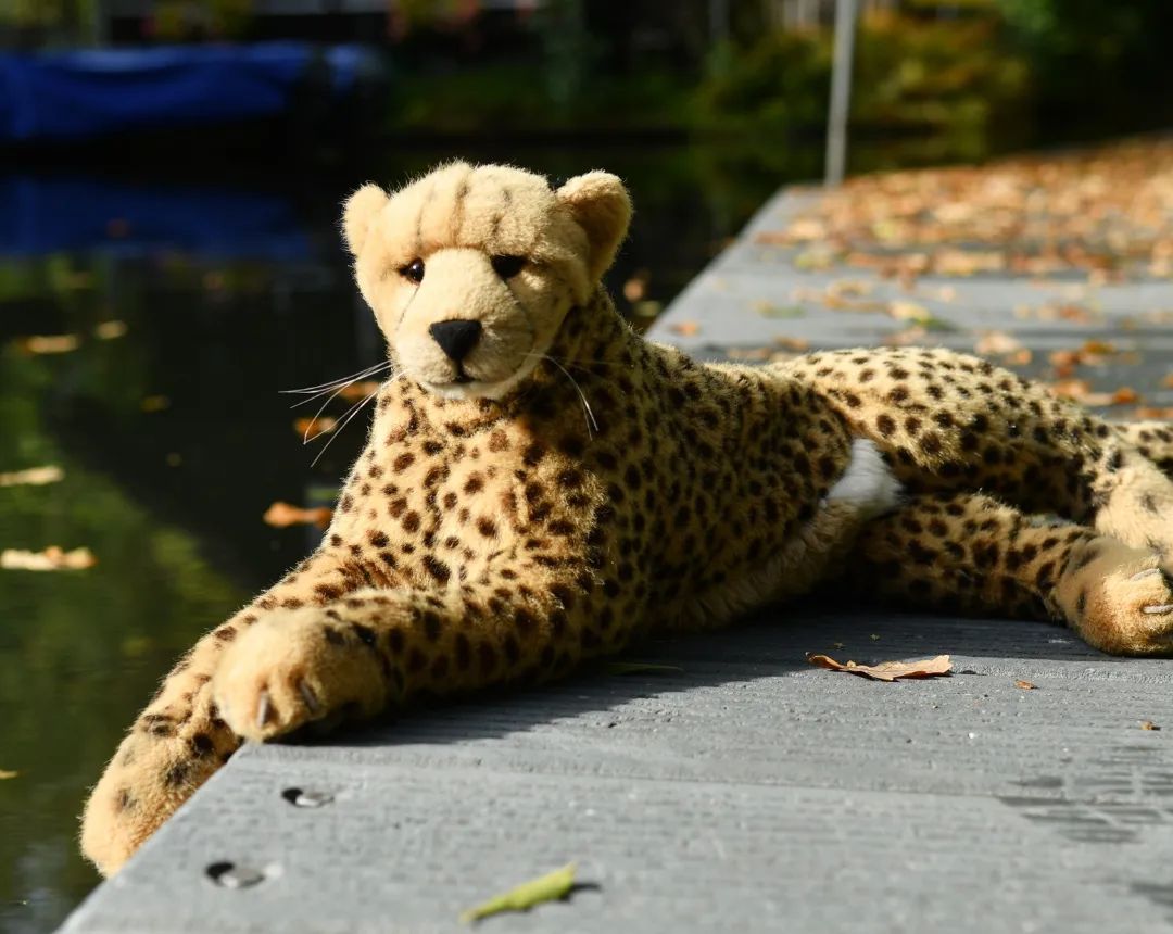Hier, im Spreewald, gibt es tausend verborgene Ecken, die nicht einmal der heilige Schlangenkönig kennt. Im Ernst, an jedem Seitenarm verbergen sich Stege und Brücken und Bänke und Häfen. Einen dieser Stege habe ich heute entdeckt. Und wenn ich selbst noch wüsste, wo ich war, könnte ich euch sogar sagen, wo ich war.🇬🇧Here, in the Spreewald, there are a thousand hidden corners that noone knows, not even the holy snake king. Seriously, there are jetties and bridges and benches and harbors hidden on every side arm. I discovered one of these footbridge today. And if I still knew where I was myself, I could even tell you where I was. #footbridge  #Bridge  #Steg  #Spreewald  #Spree  #JubaOnTour  #PlushiesOfInstagram  #PlushiesOfGermany  #Stofftier  #Plueschtier  #Plushie  #Kuscheltier  #plushies  #plushiecommunity  #instaplushies  #stuffies  #stuffiesofinstagram  #plushielife