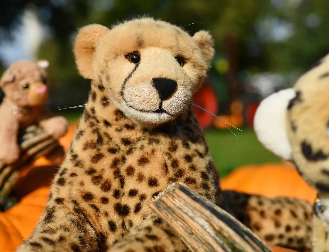 Hier noch ein paar Pfotos von den Kürbissen #Autumn  #Pumpkin  #pumpkinmeadow  #Herbst  #Kuerbis  #Kuerbiswiese  #Butternut  #hokkaido  #JubaOnTour  #PlushiesOfInstagram  #PlushiesOfGermany  #Stofftier  #Plueschtier  #Plushie  #Kuscheltier  #plushies  #plushiecommunity  #instaplushies  #stuffies  #stuffiesofinstagram  #plushielife