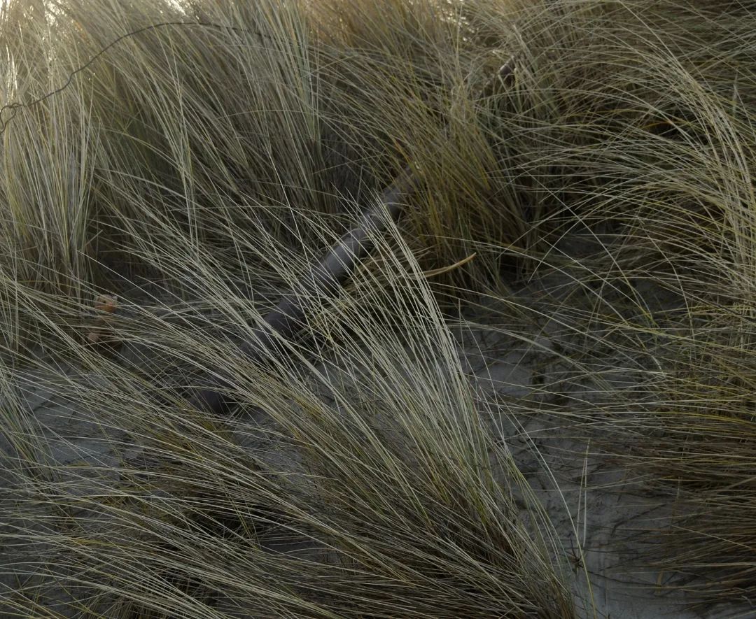 Ein kleines Suchbild zwischendurch – wo ist die Swede?🇬🇧A lil hide and seek in between - where is Swede? #plushiehideandseekchallenge  #plushiehideandseek  #HideAndSeek  #Grass  #Dune  #Wimmelbild  #Gras  #Duene  #JubaOnTour  #PlushiesOfInstagram  #PlushiesOfGermany  #Stofftier  #Plueschtier  #Plushie  #Kuscheltier  #plushies  #plushiecommunity  #instaplushies  #stuffies  #stuffiesofinstagram  #plushielife