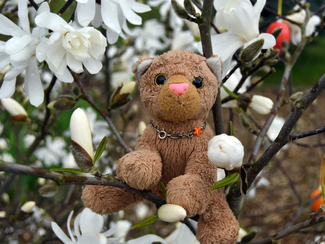 Swede in voller Blüte... Nein, Swede voll in den Blüten. #Spring  #Fruehblueher  #Blueten  #JubaOnTour  #Plueschtier  #Kuscheltier  #JubaOnTour  #PlushiesOfInstagram  #Stofftier  #plushielife